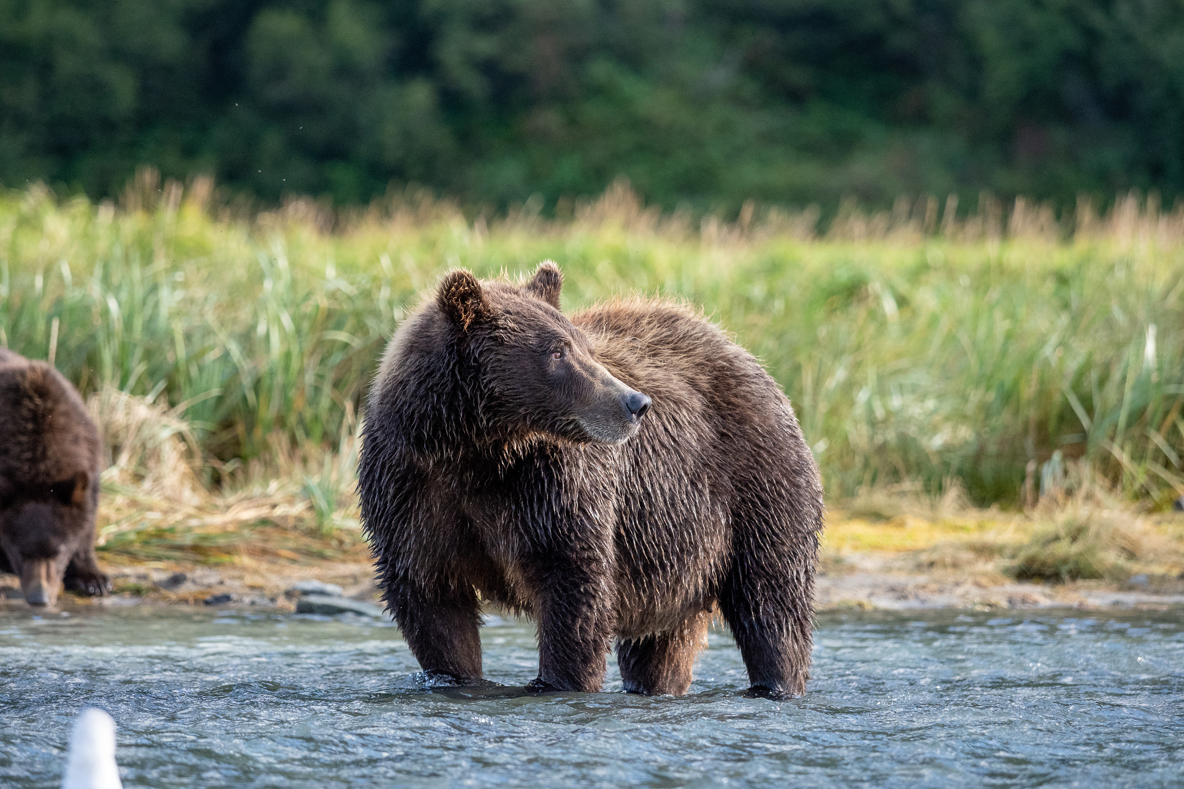 Mama bear