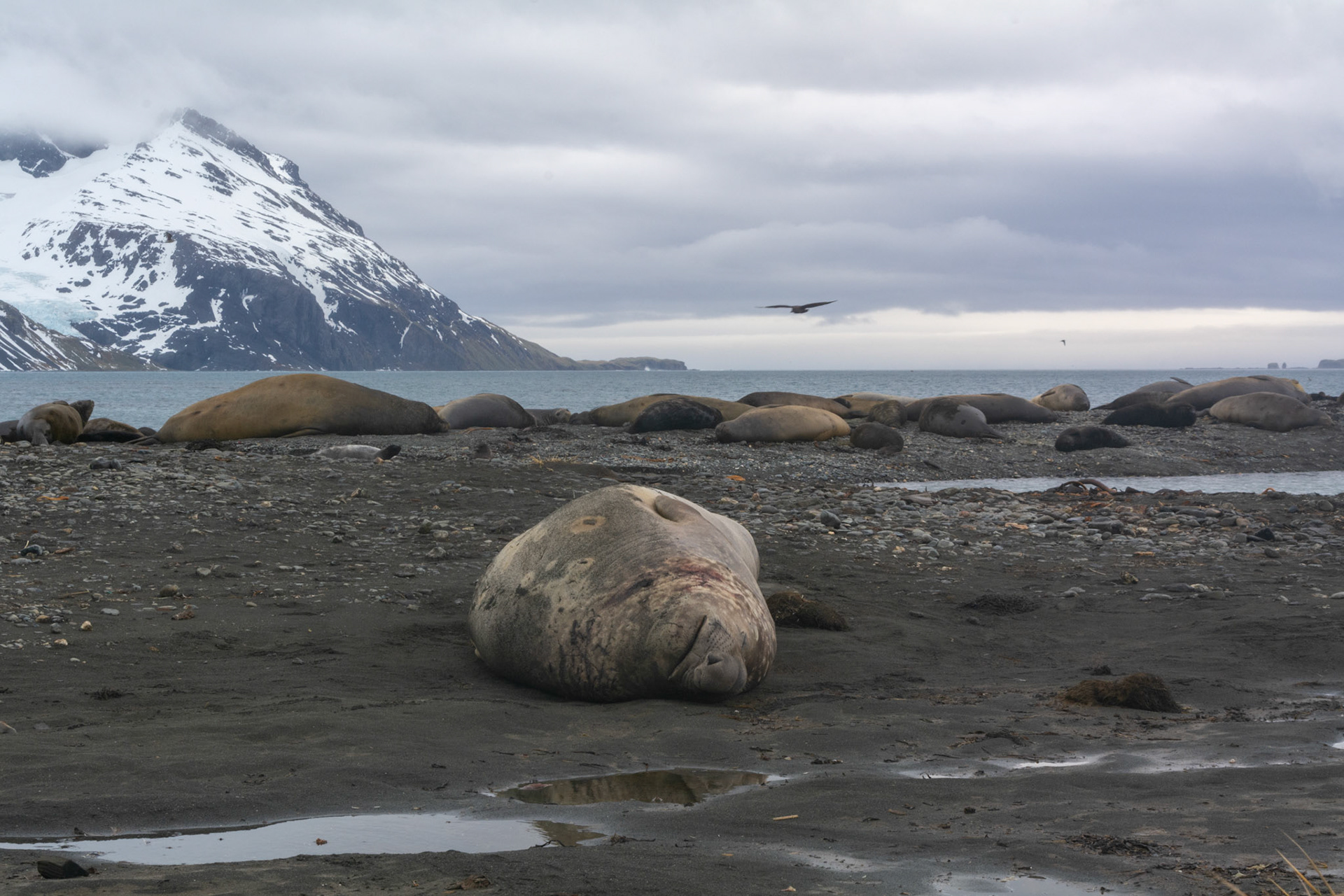 Male Elephant Seal- King Haakon Bay