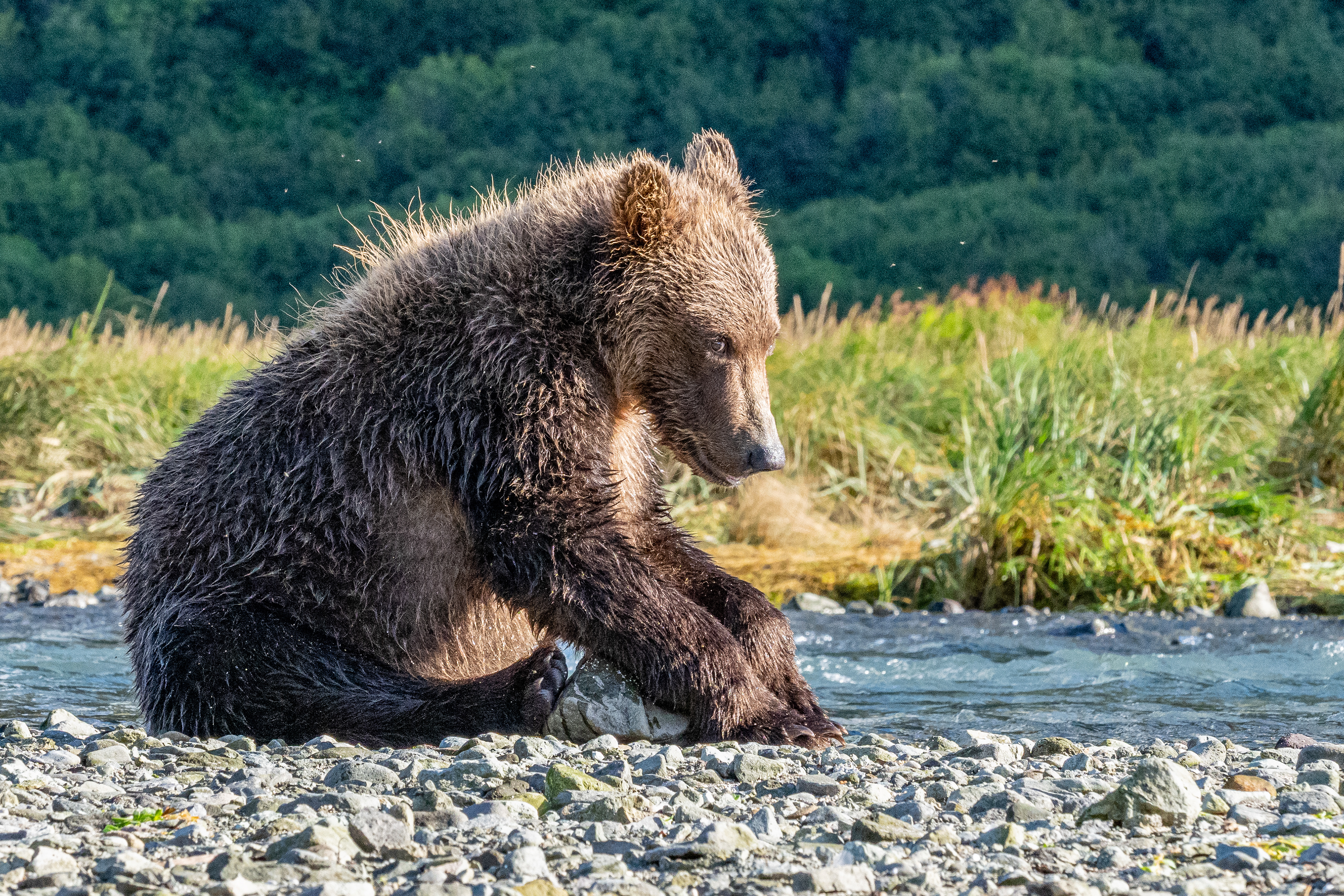 Second-Summer cub playing with a rock!