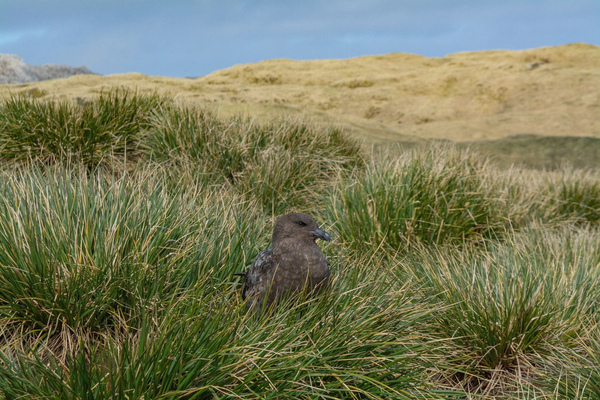 Brown Skua- Elsehul Bay