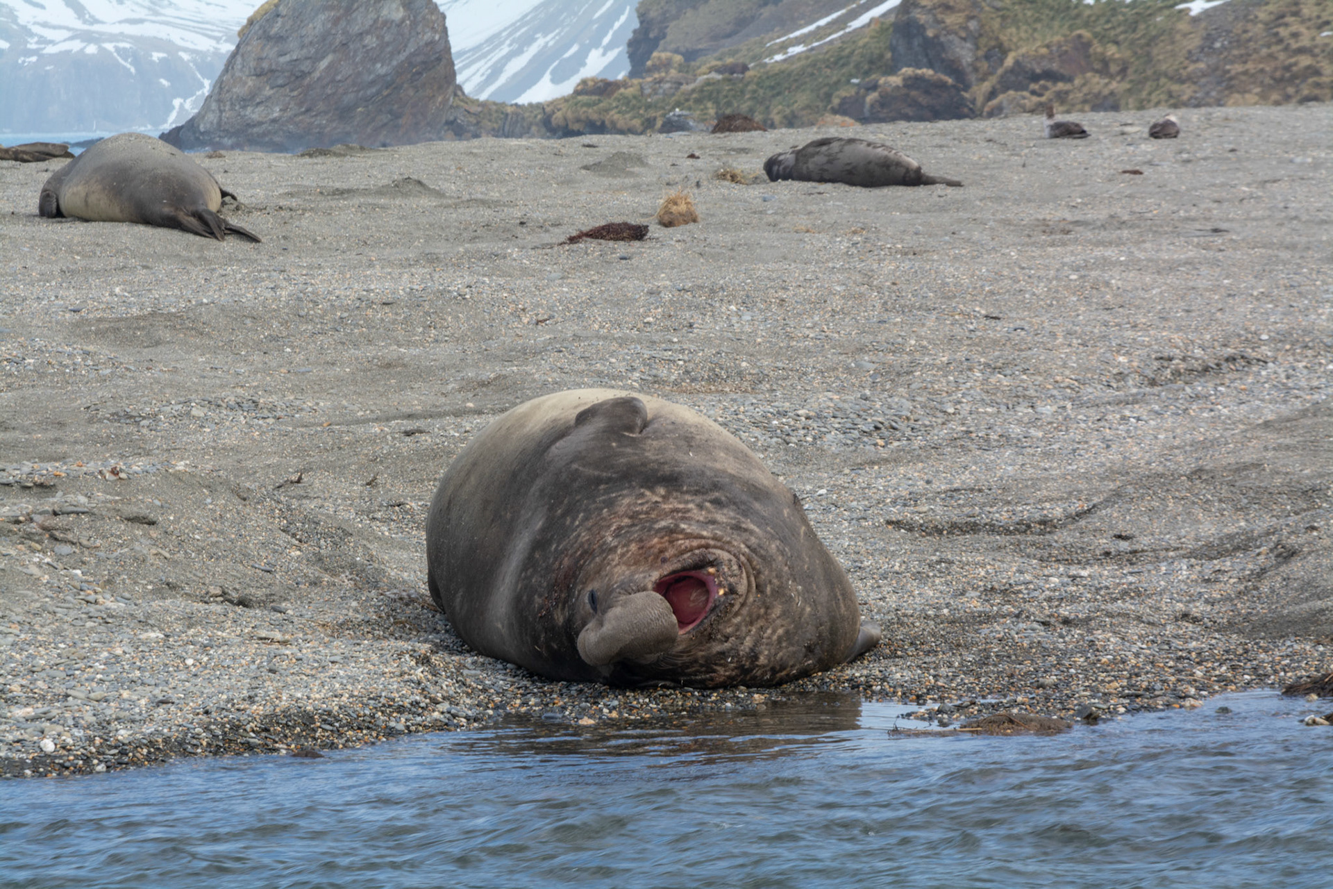  Elephant Seals-Moltke Harbor 