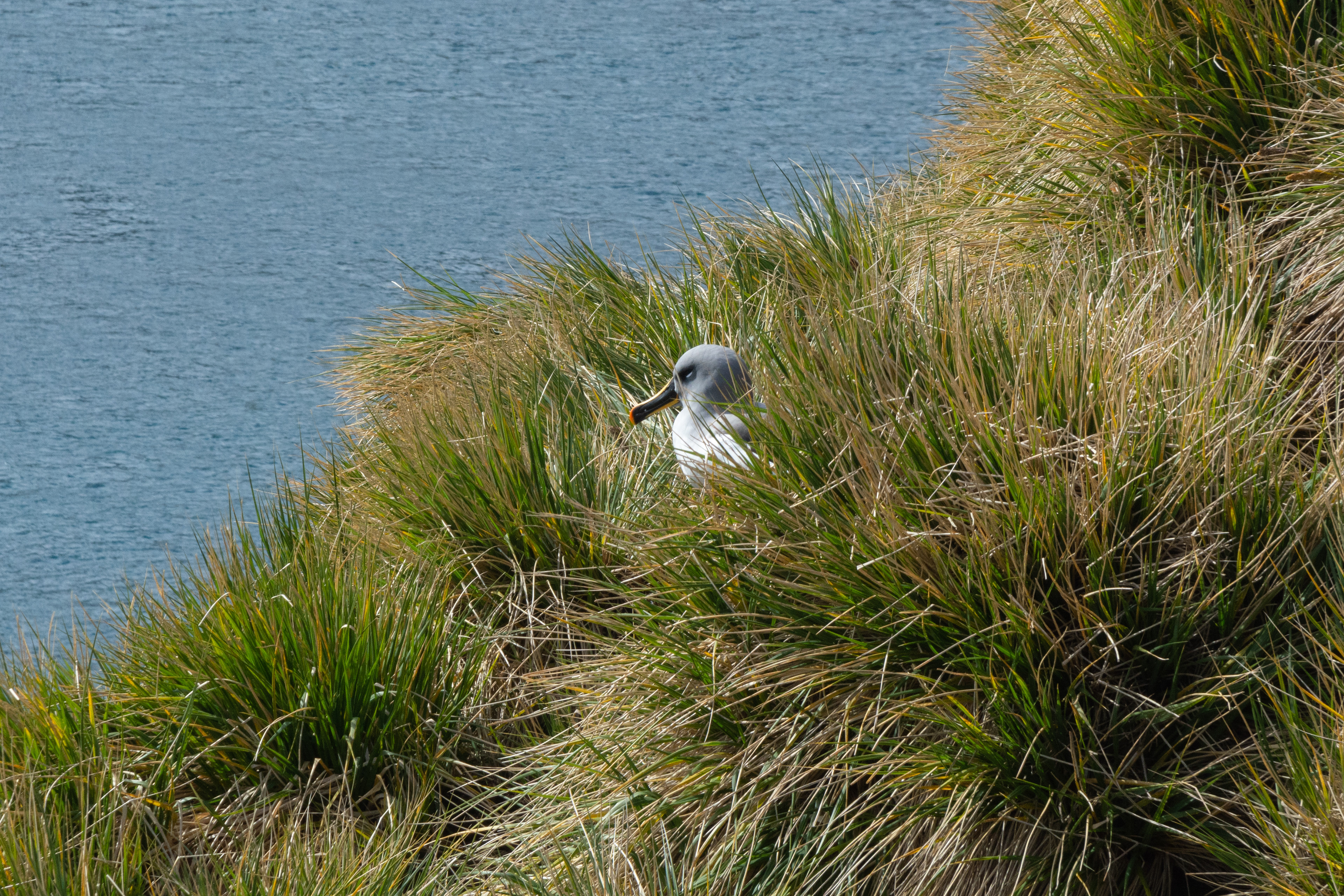  Grey- Headed Albatross- Elsehul Bay