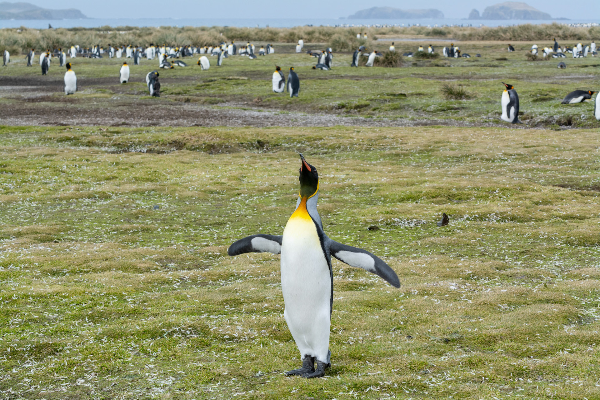 King Penguins- Salisbury Plain 