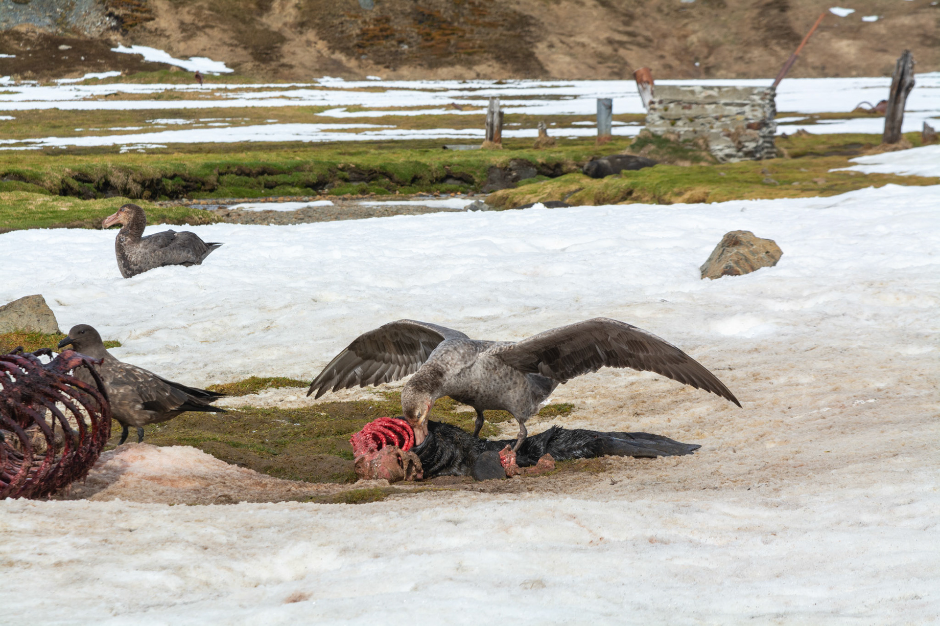 Skuas & Giant Petrels fight over a delicious seal breakfast-Ocean Harbor