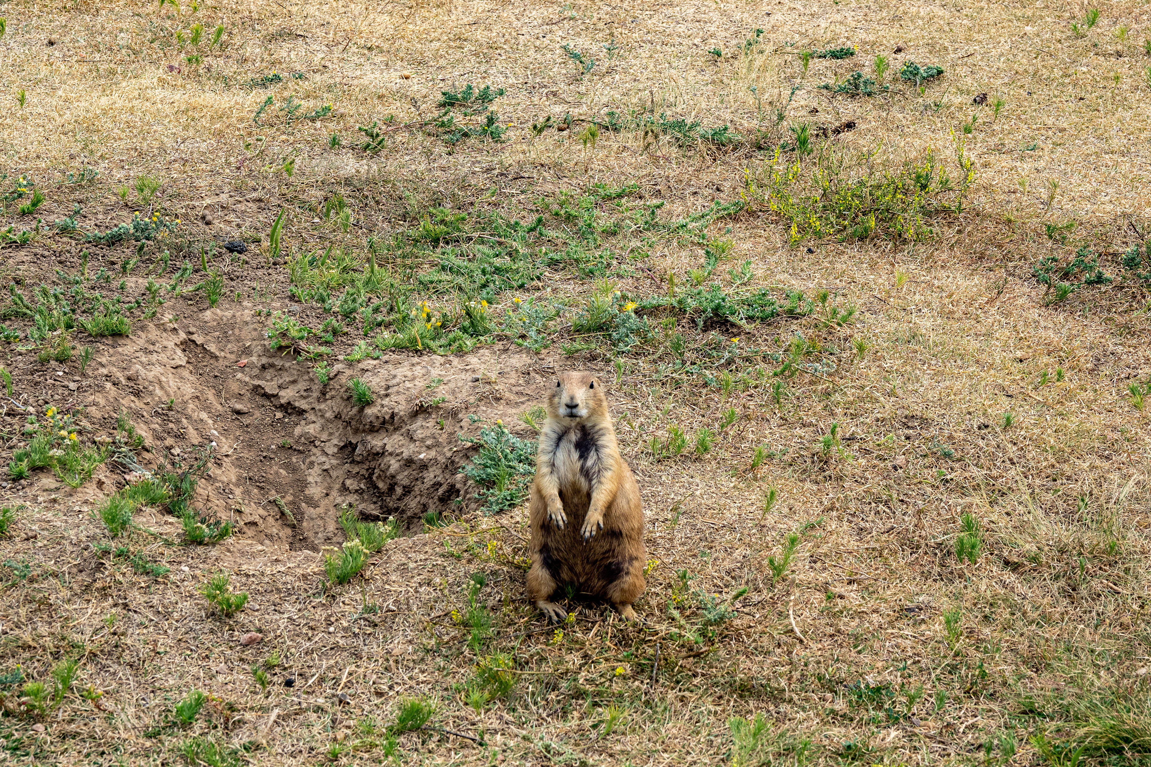 Prairie Dogs