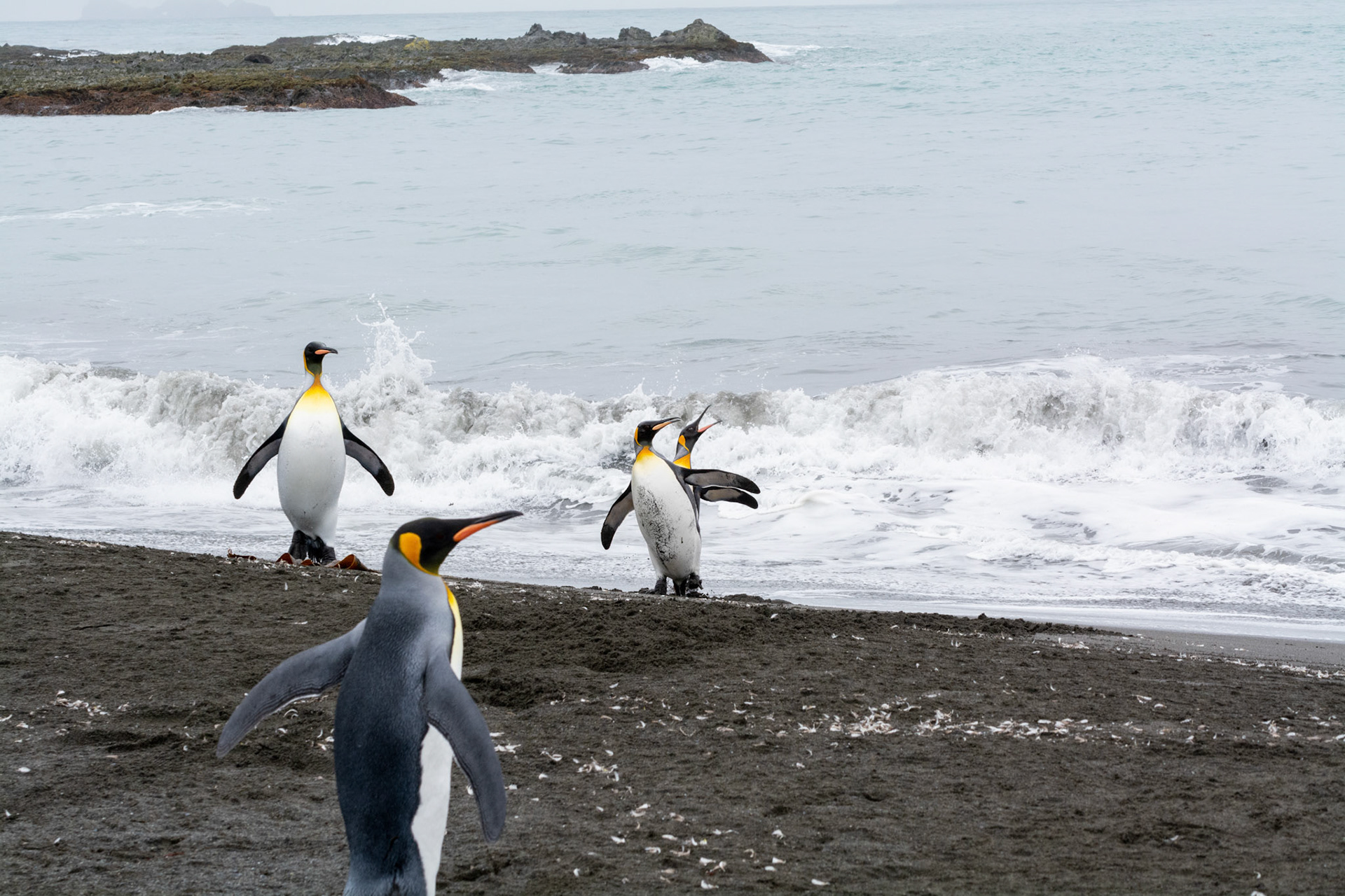 Kings- Right Whale Bay
