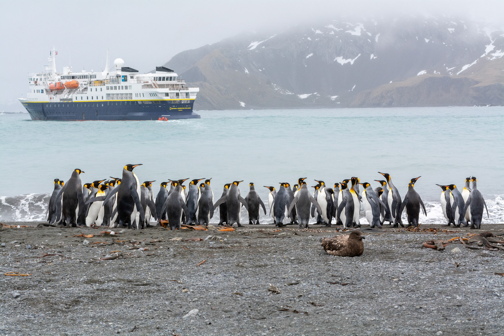 Brown Skua & Kings- Right Whale Bay