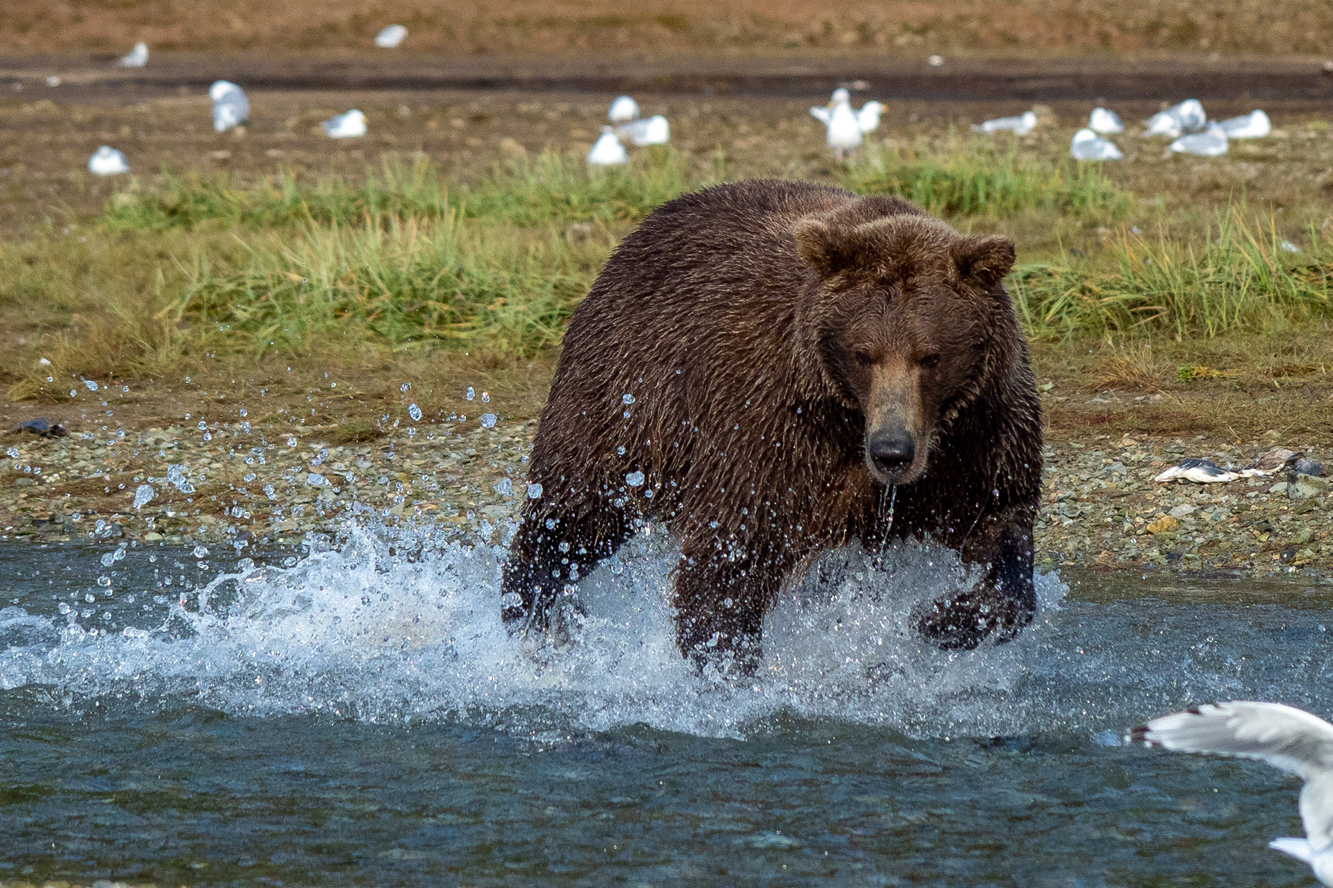 Mama bear fishing