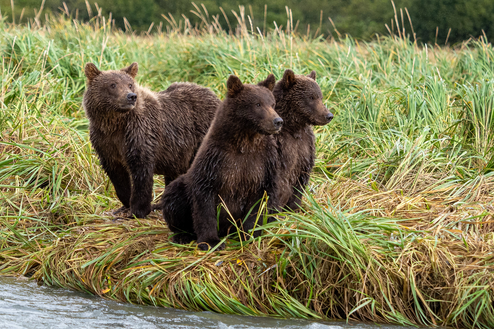 Trio of Second-Summer cubs