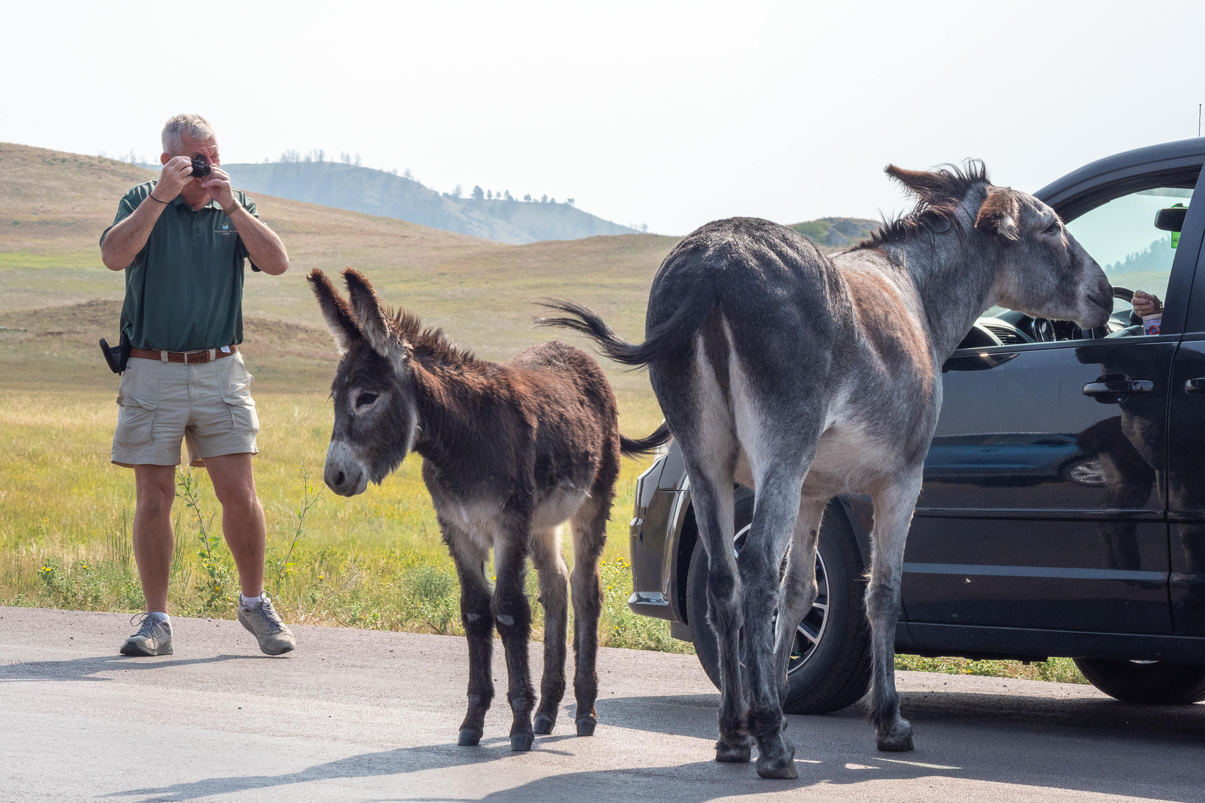 Begging Burros-Wildlife Loop Custer State Park
