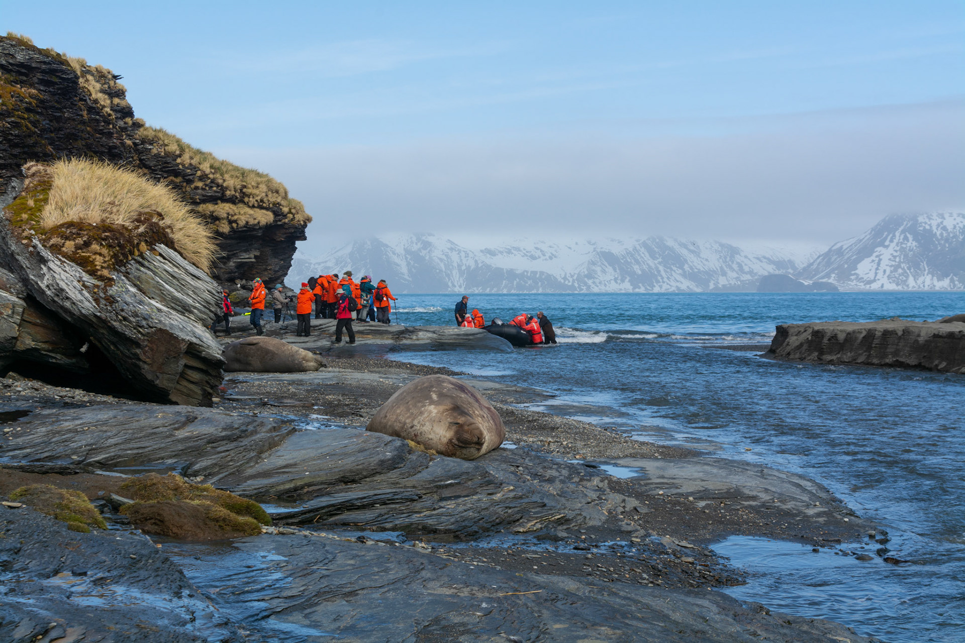 Elephant Seals-Moltke Harbor 