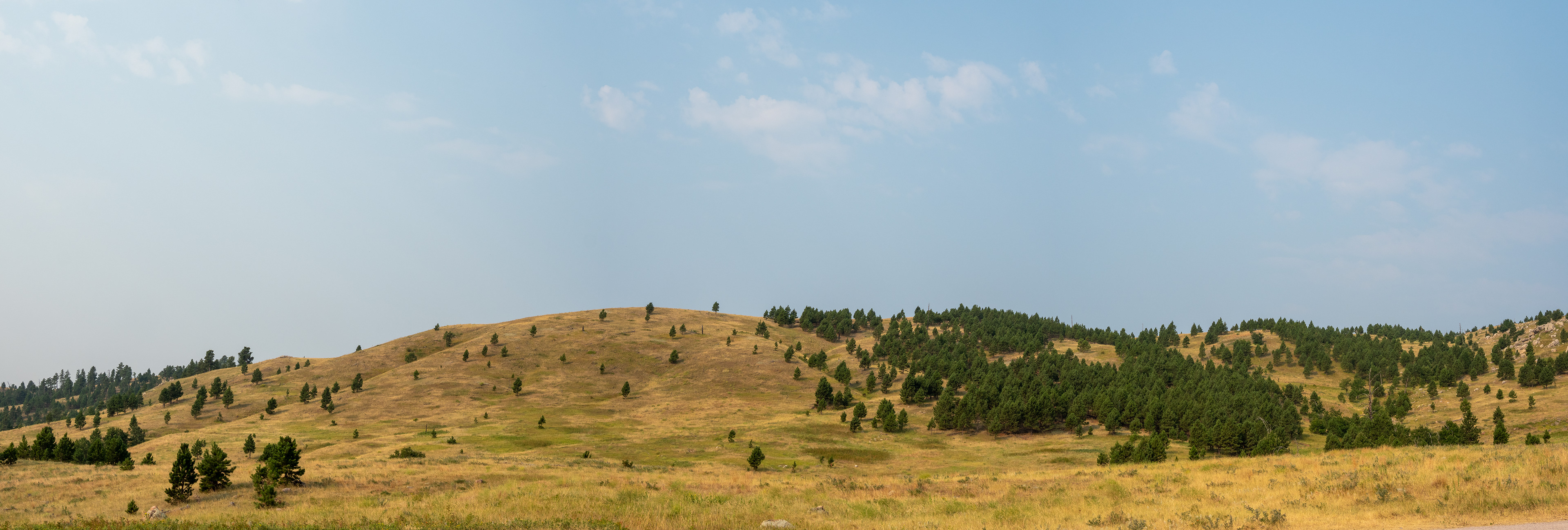 The Prairie- Black Hills Custer State Park