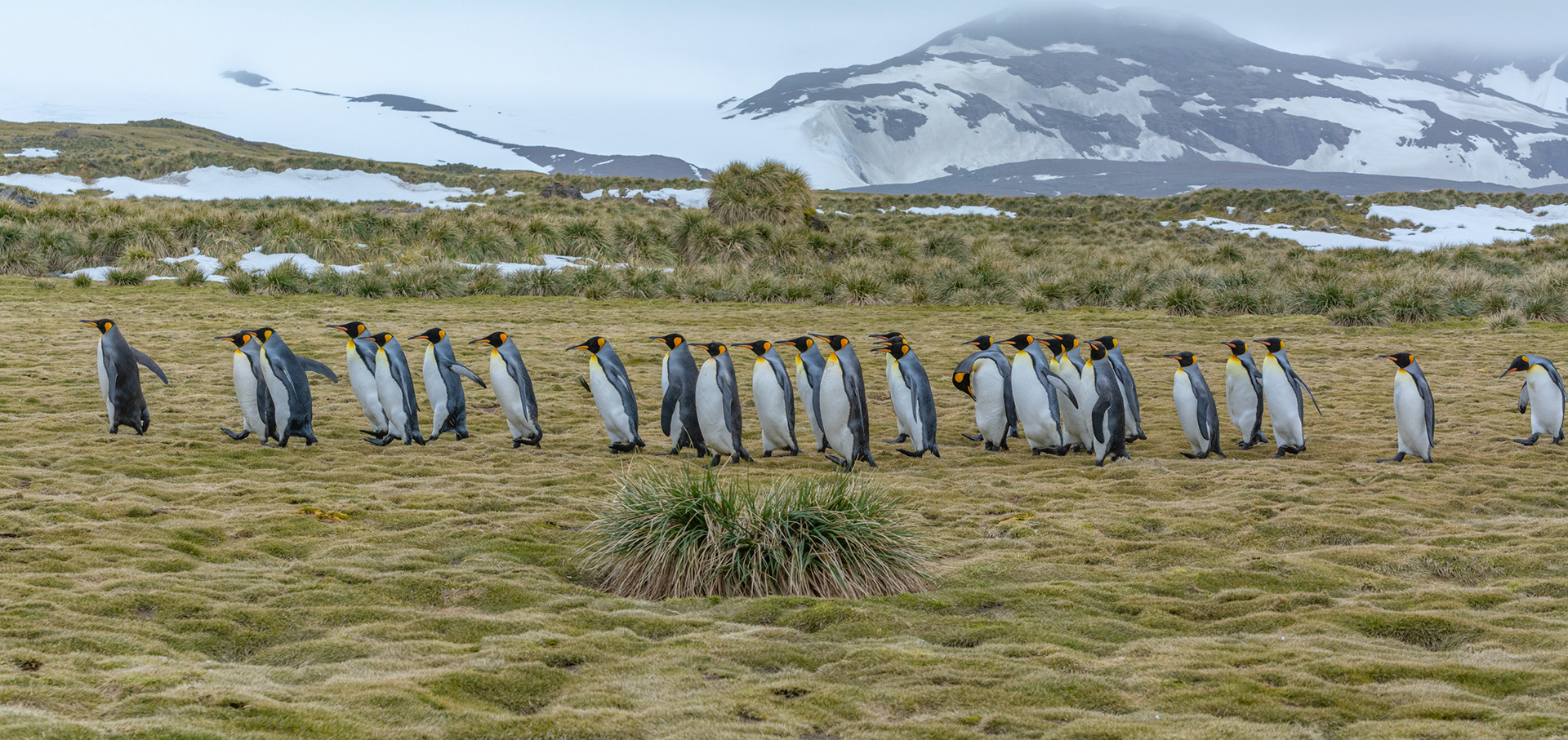 Kings- Salisbury Plain