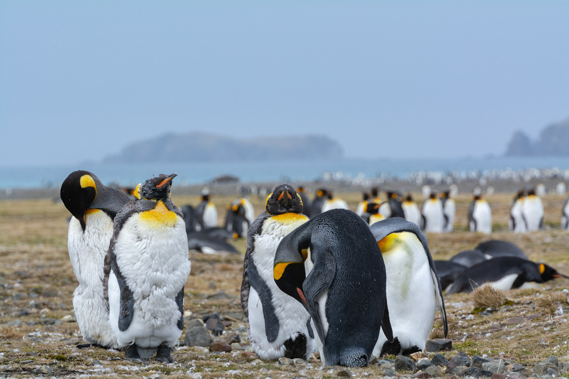 Group of molting King Penguins-Salisbury Plain