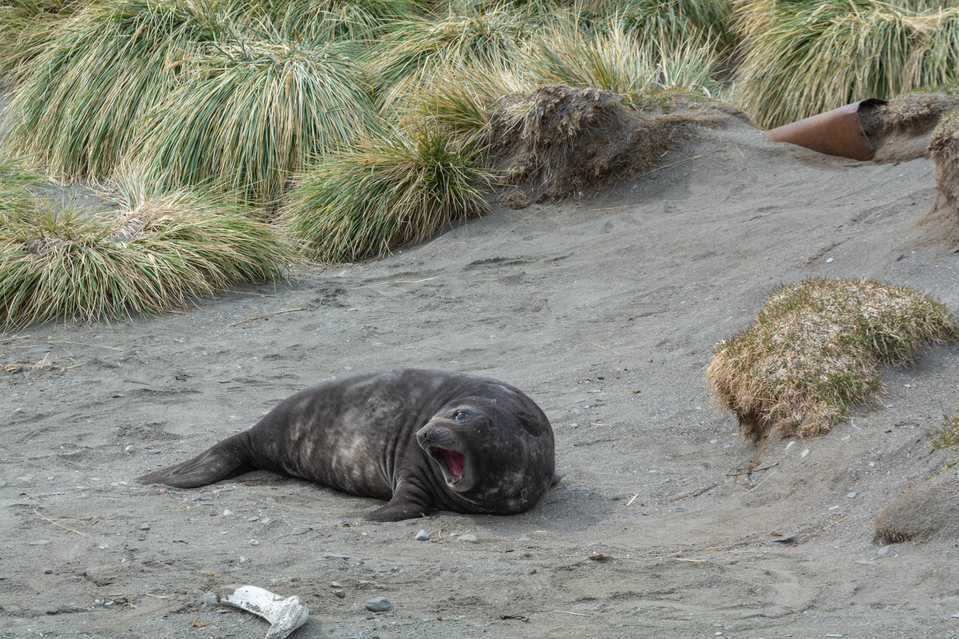 Fur Seal- Ocean Harbor
