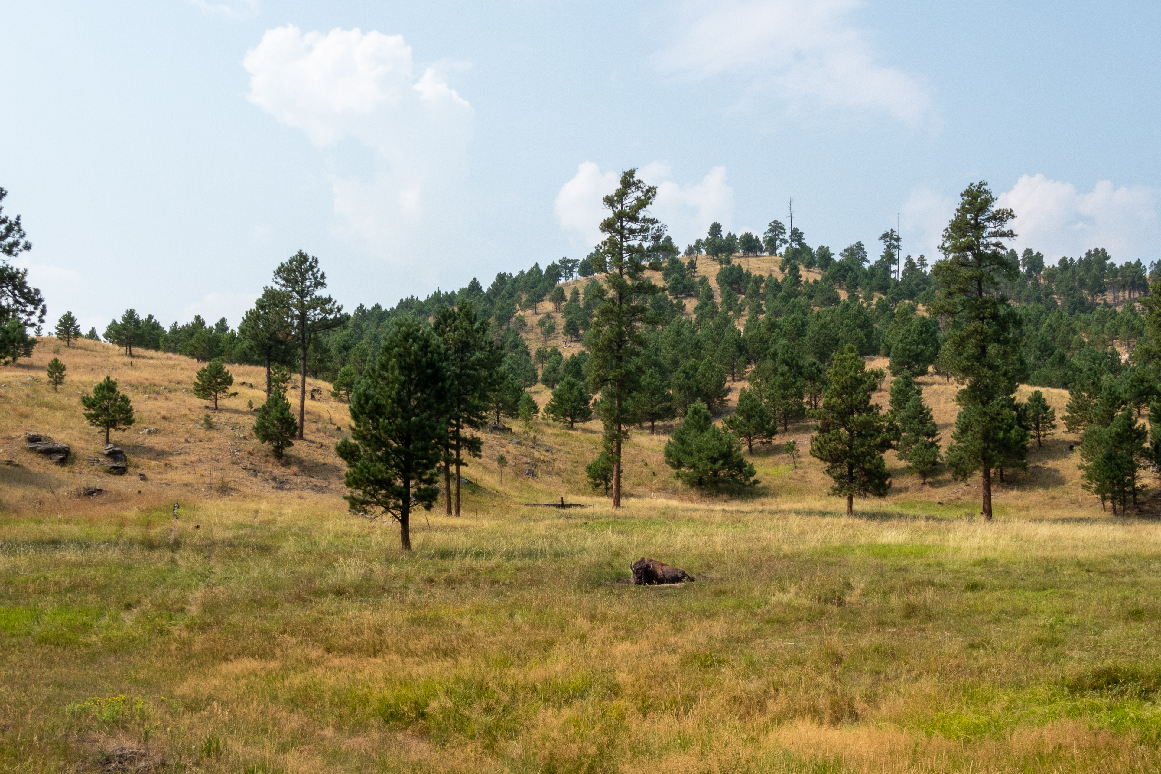 The Prairie- Black Hills Custer State Park