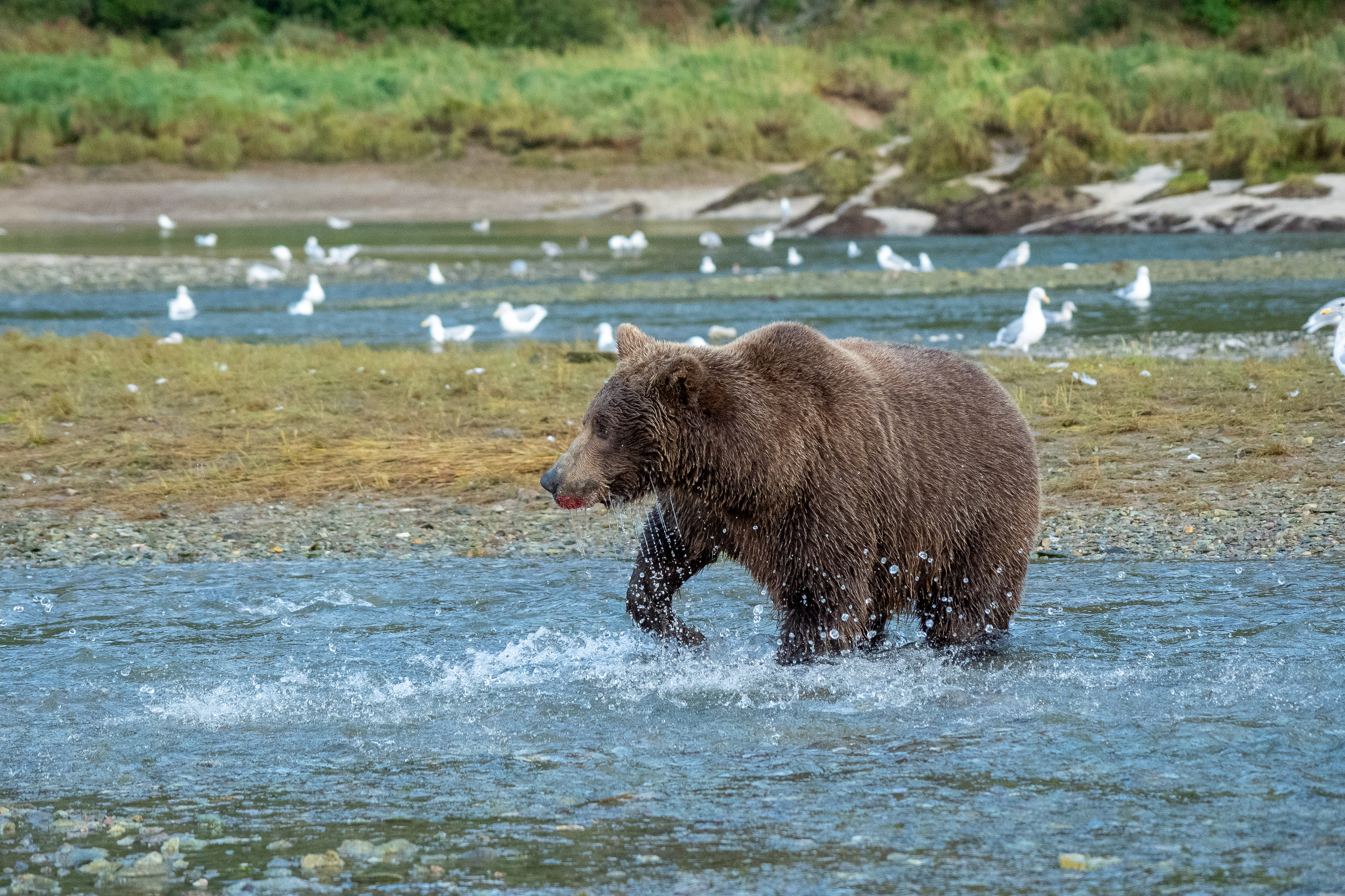 Cub fishing