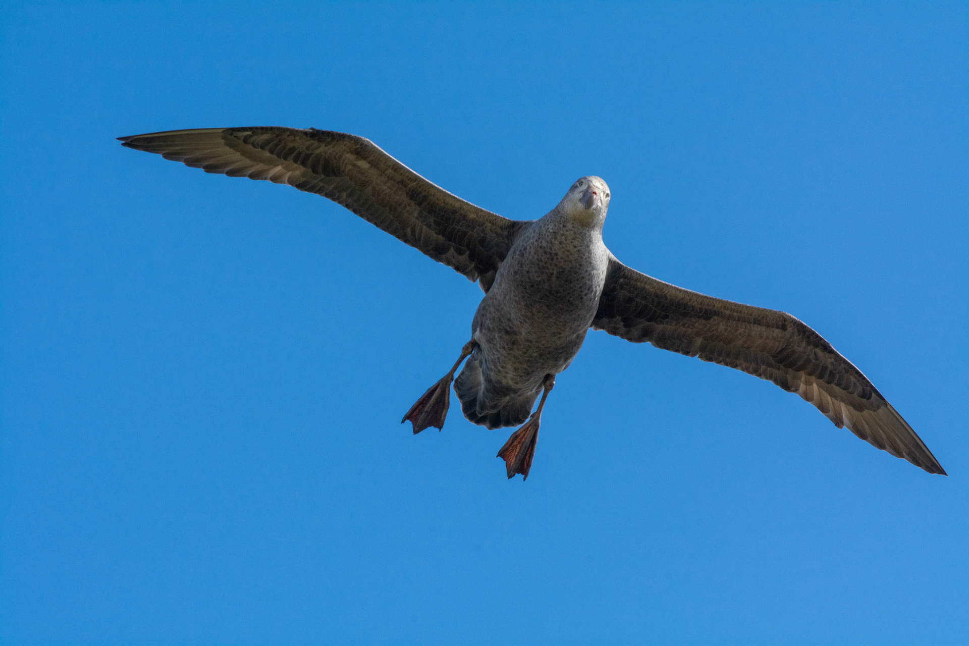 Giant Petrel- Elsehul Bay