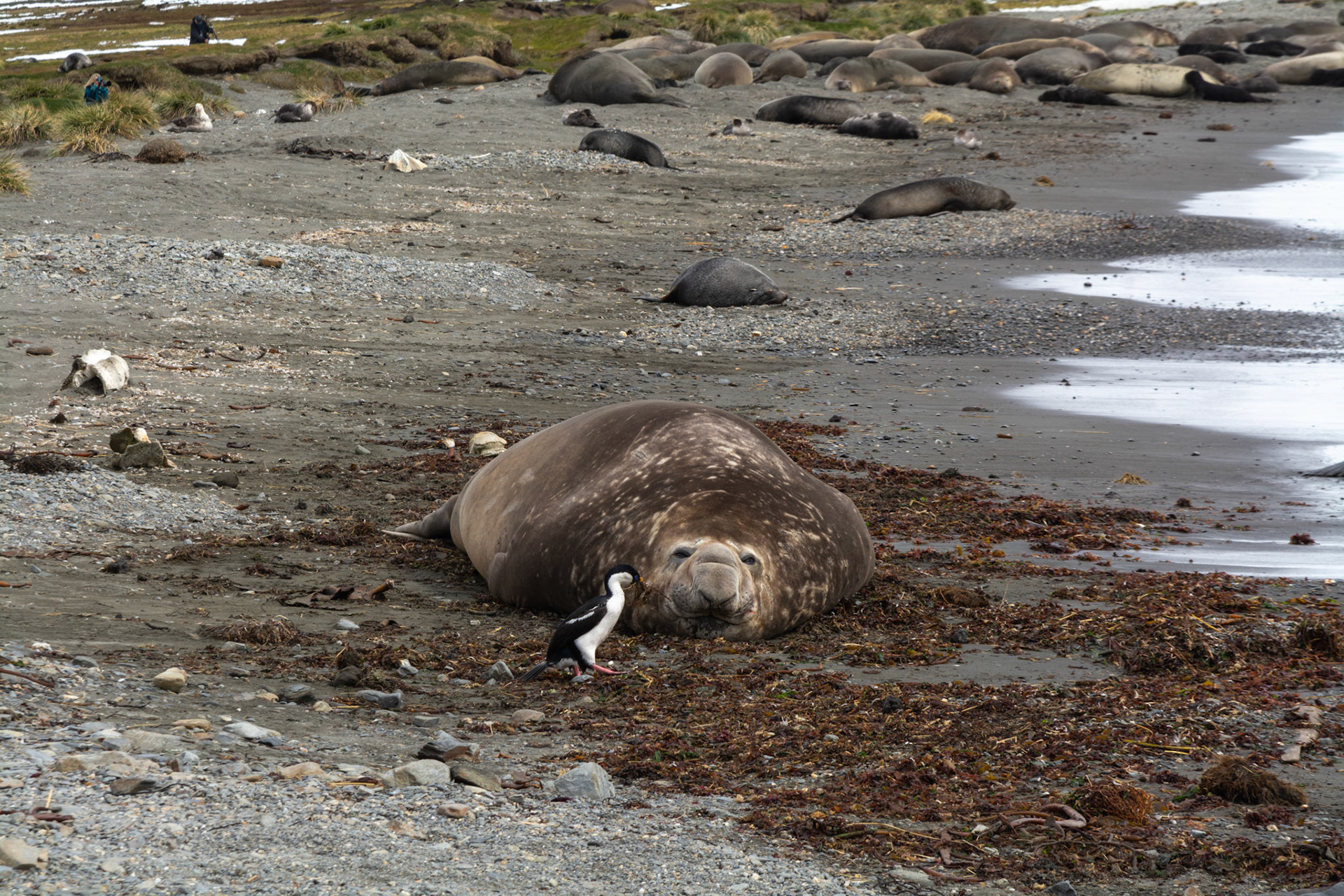 South-Georgia Shag & Elephant Seal- Ocean Harbor