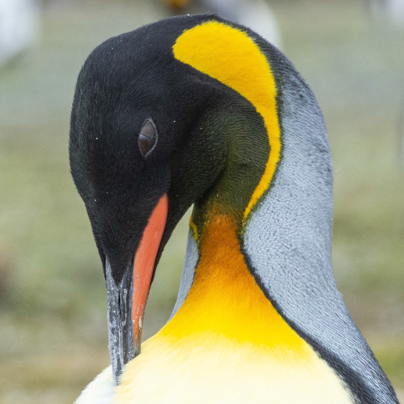 King- Salisbury Plain