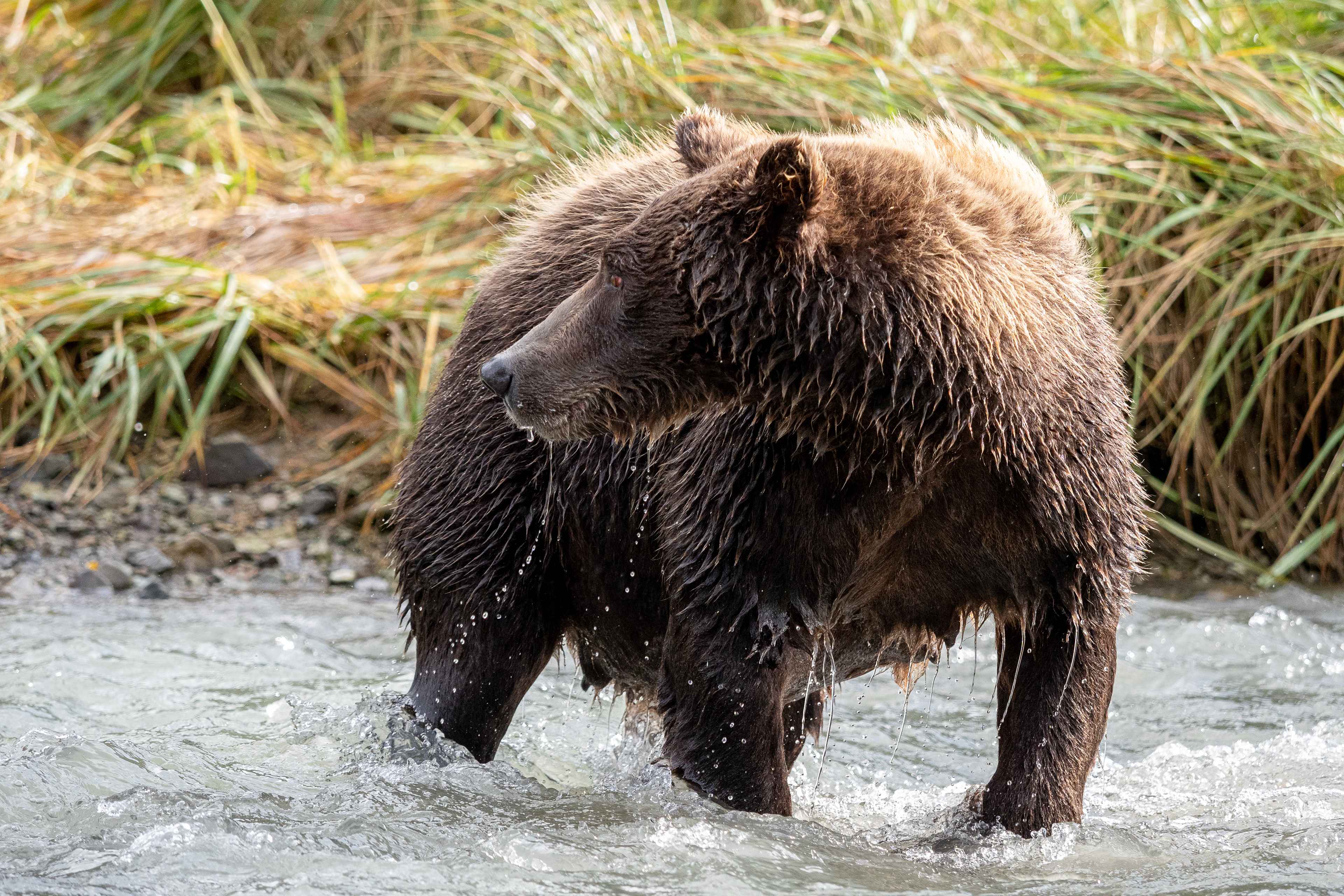 Mama bear