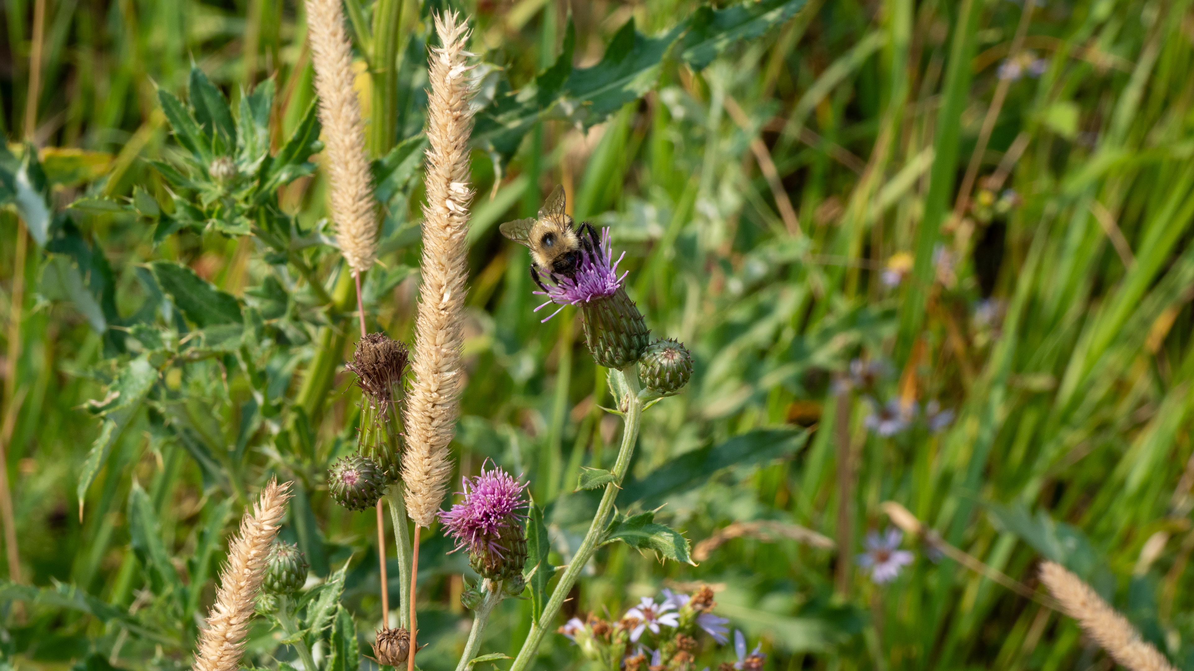 Flodman Thistle