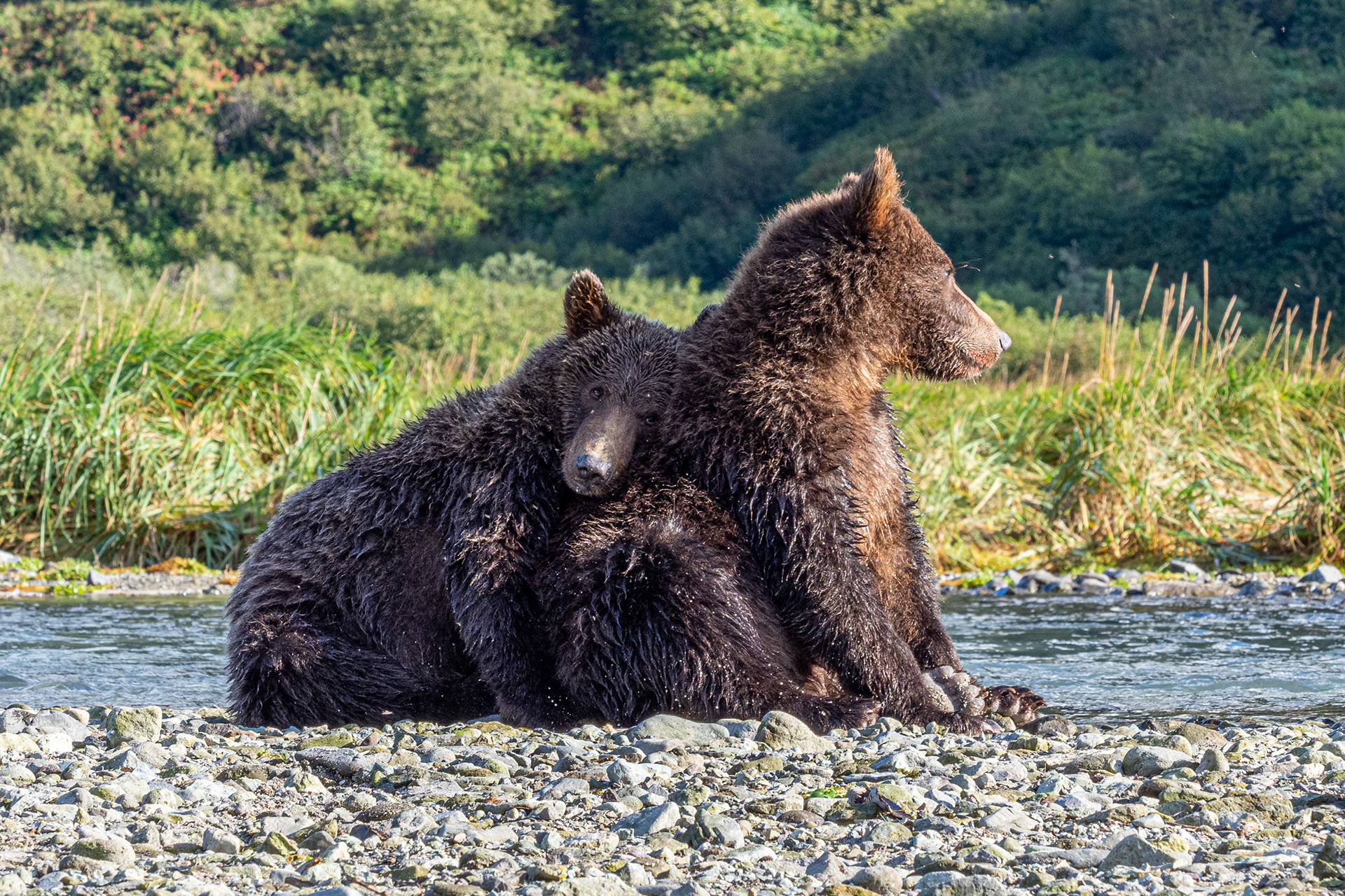 Two Second-Summer cubs