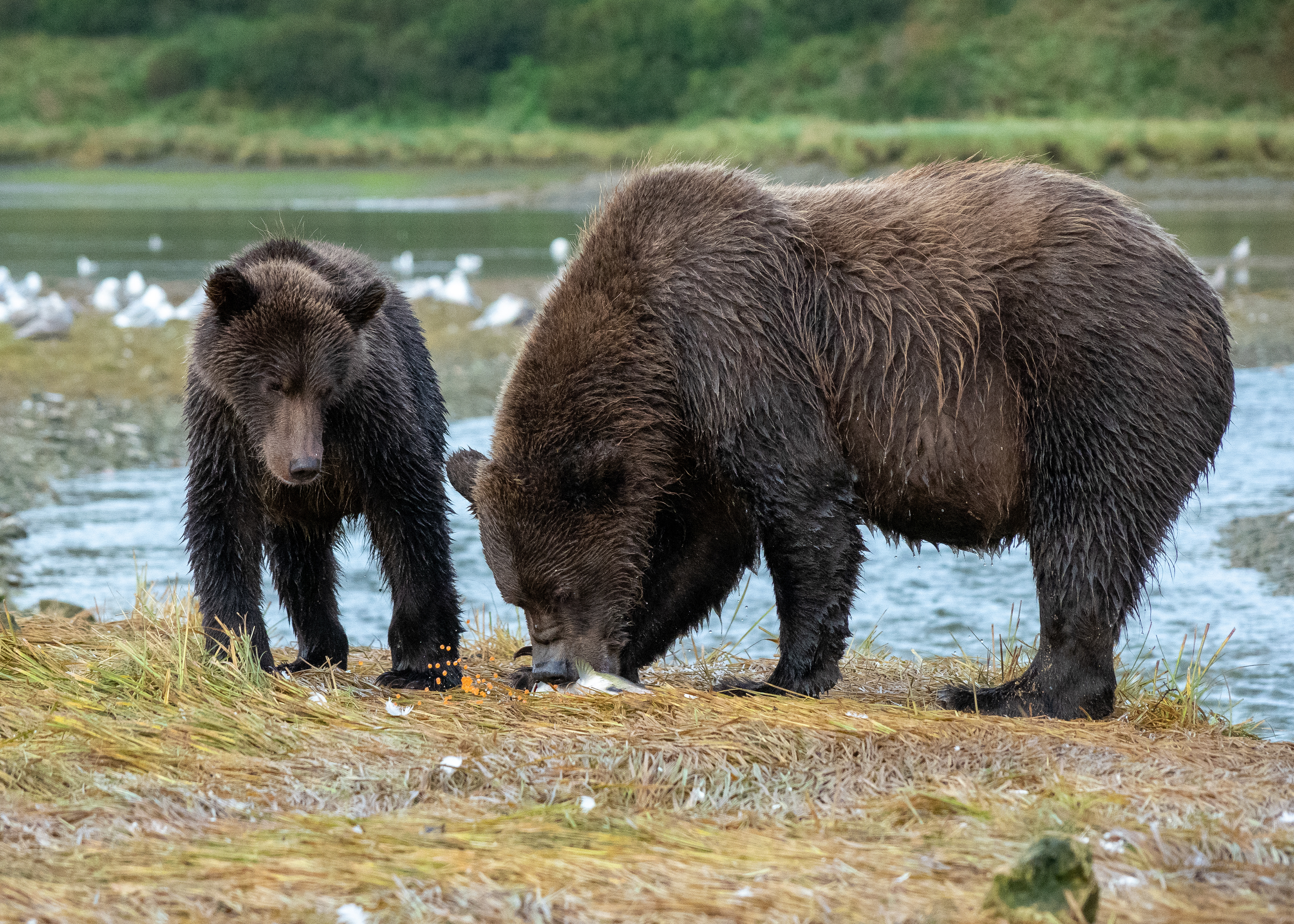 Mama & cub eating the salmon roe (orange)