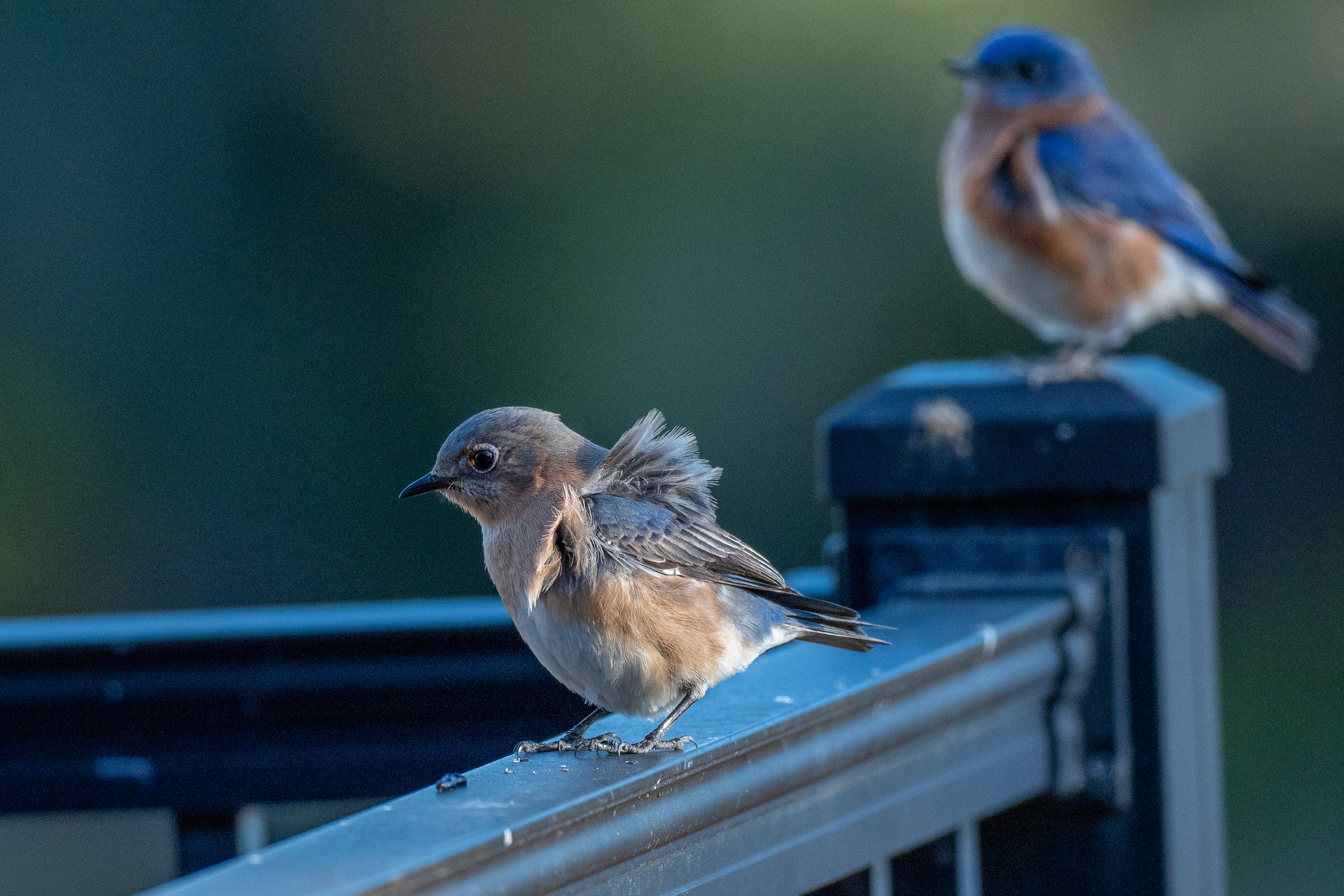 Adult Female Blue Bird (our deck)