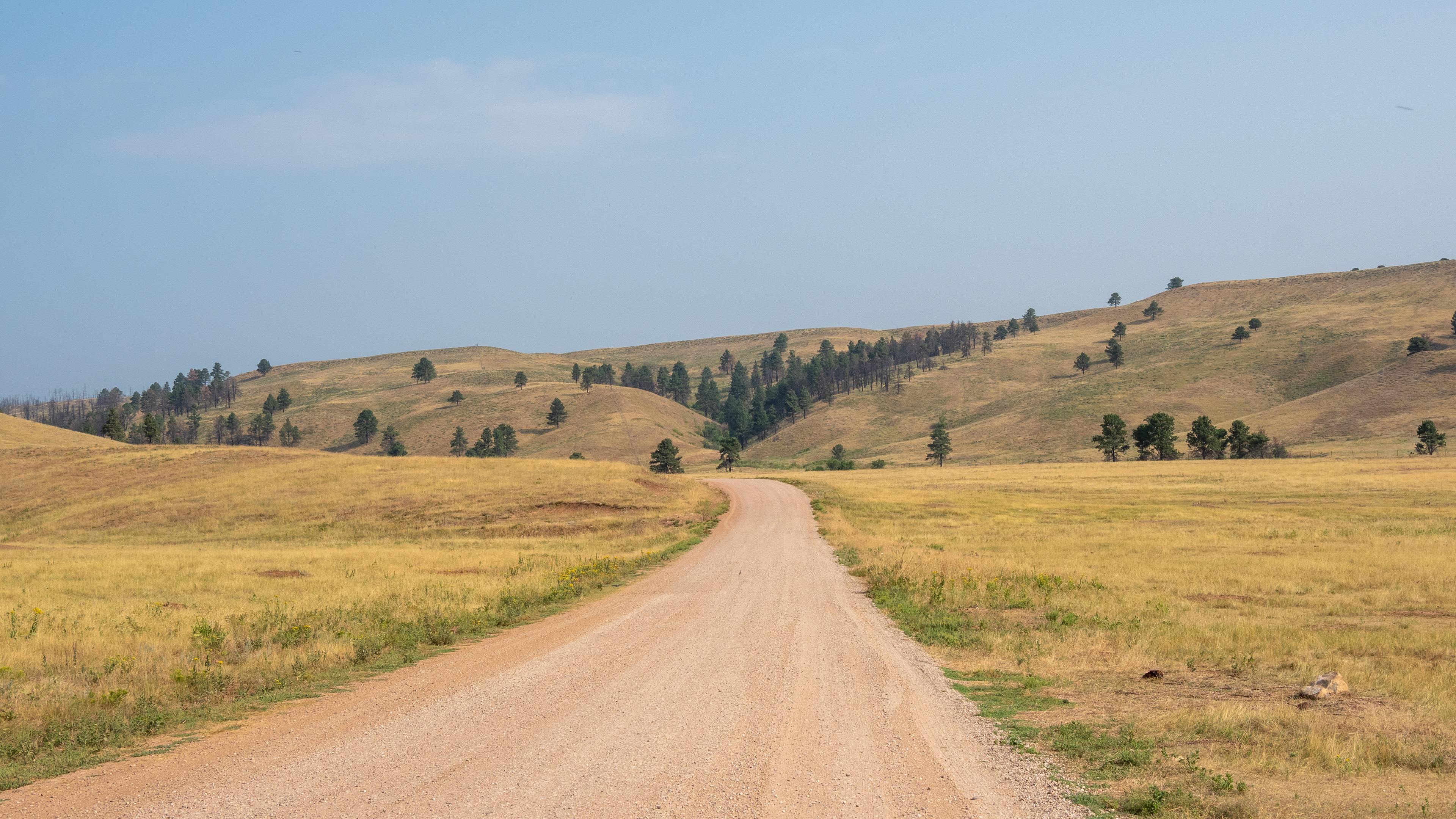 The Prairie- Black Hills Custer State Park