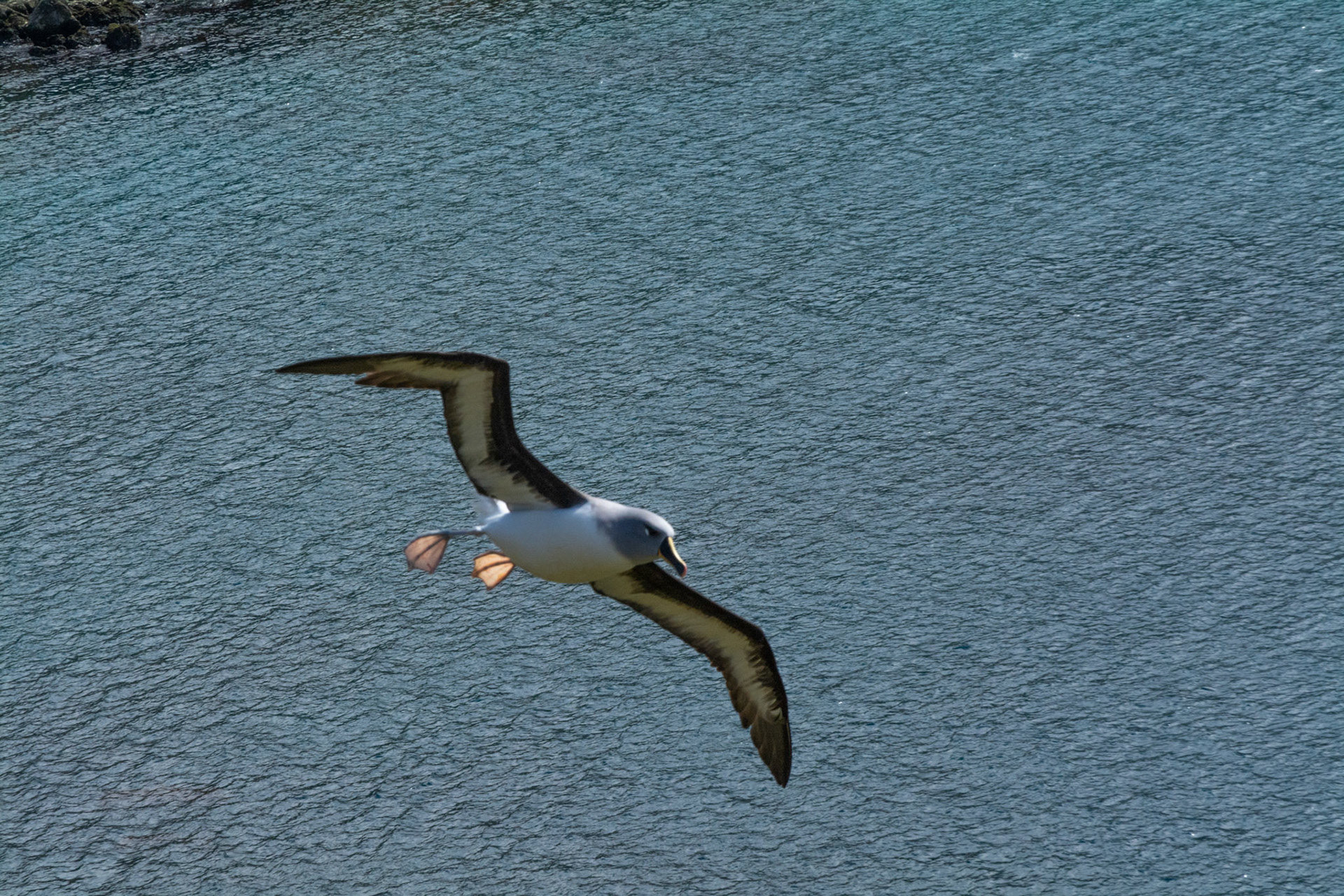  Grey- Headed Albatross- Elsehul Bay