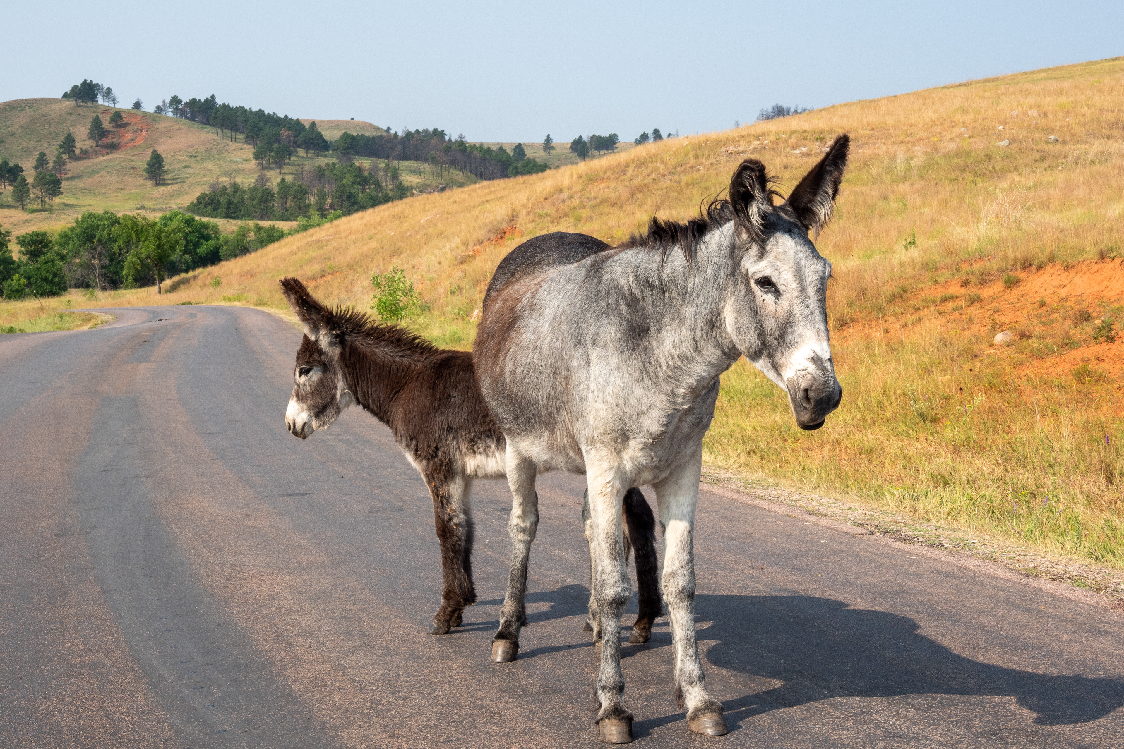 Begging Burros-Wildlife Loop Custer State Park