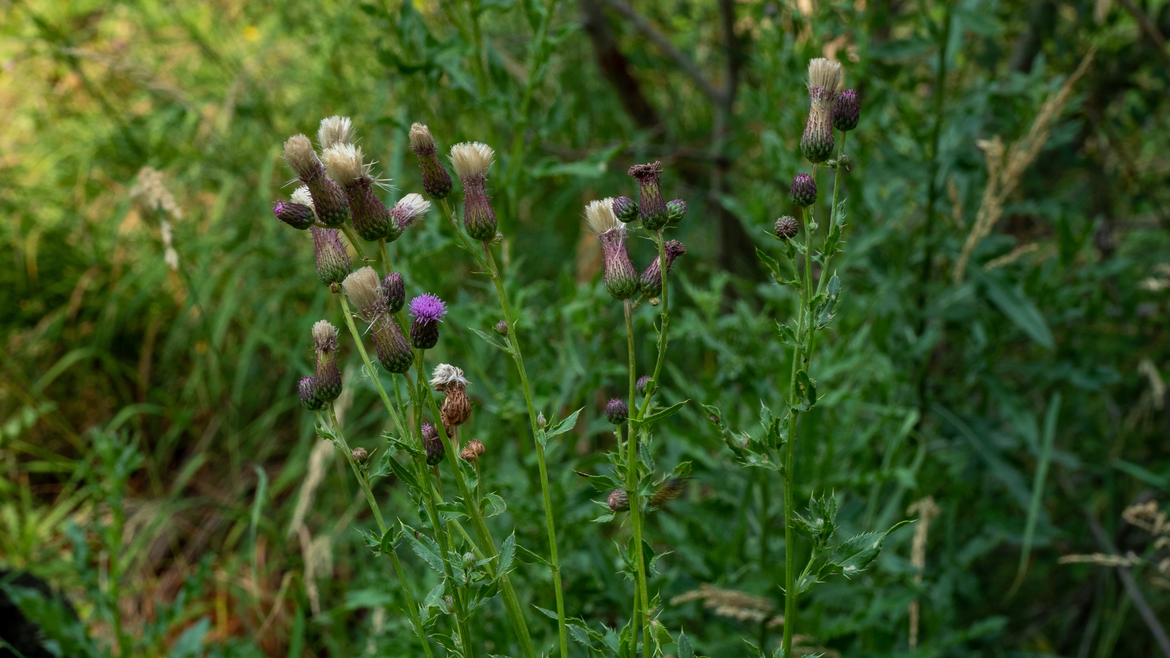 Flodman Thistle