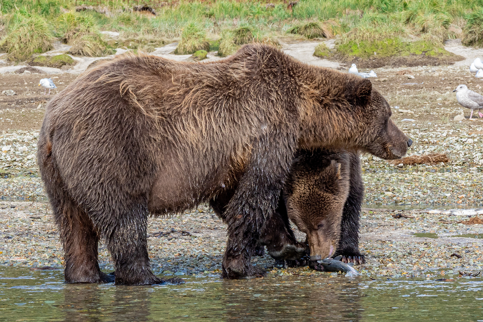 Mama & Second-Summer cub eating