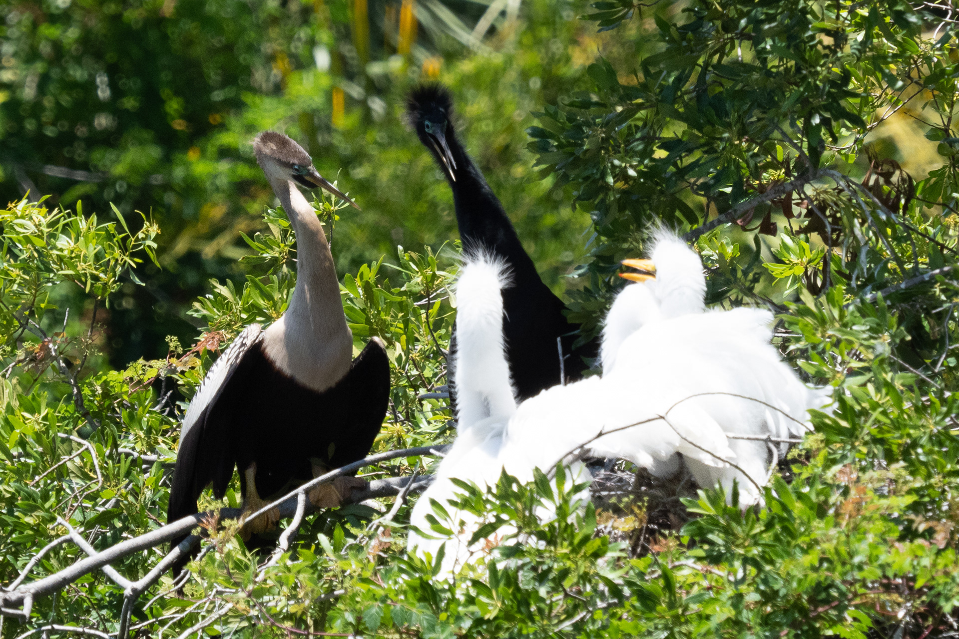 June 1, 2020- Anhinga mating pair squabble over nest with Great Egrets