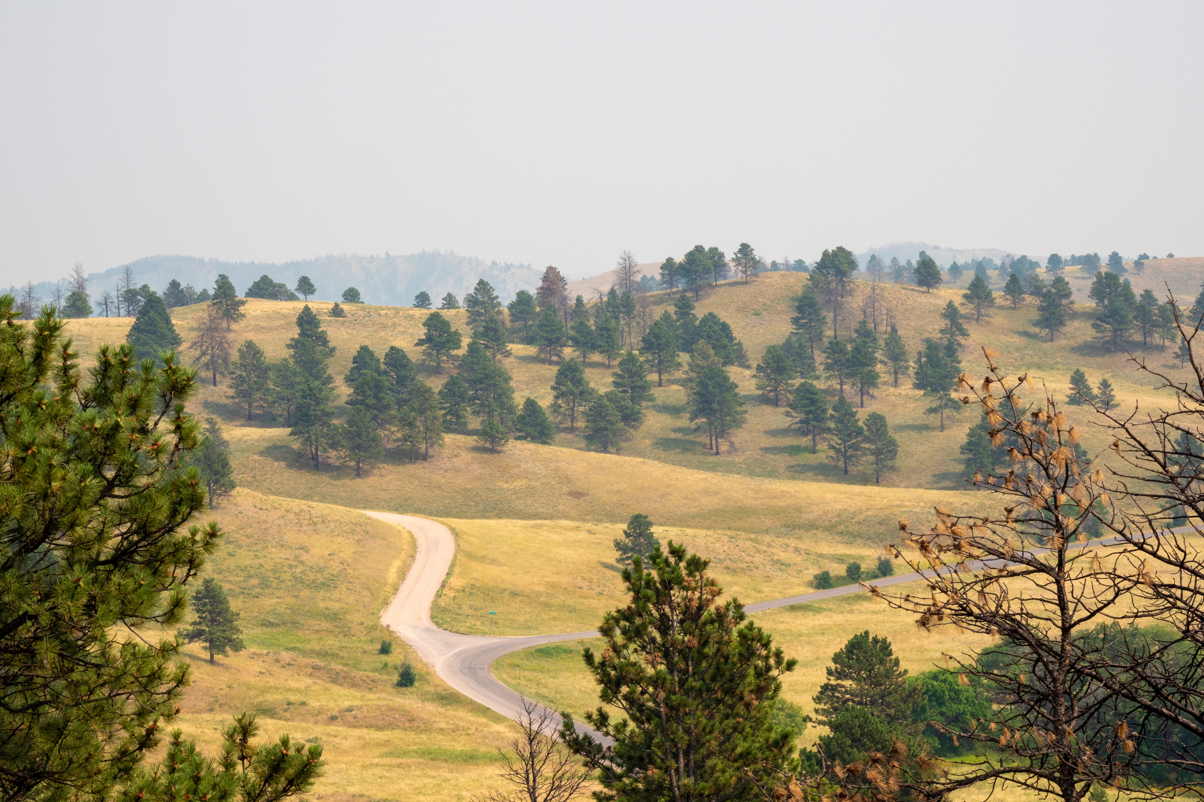 The Prairie- Black Hills Custer State Park