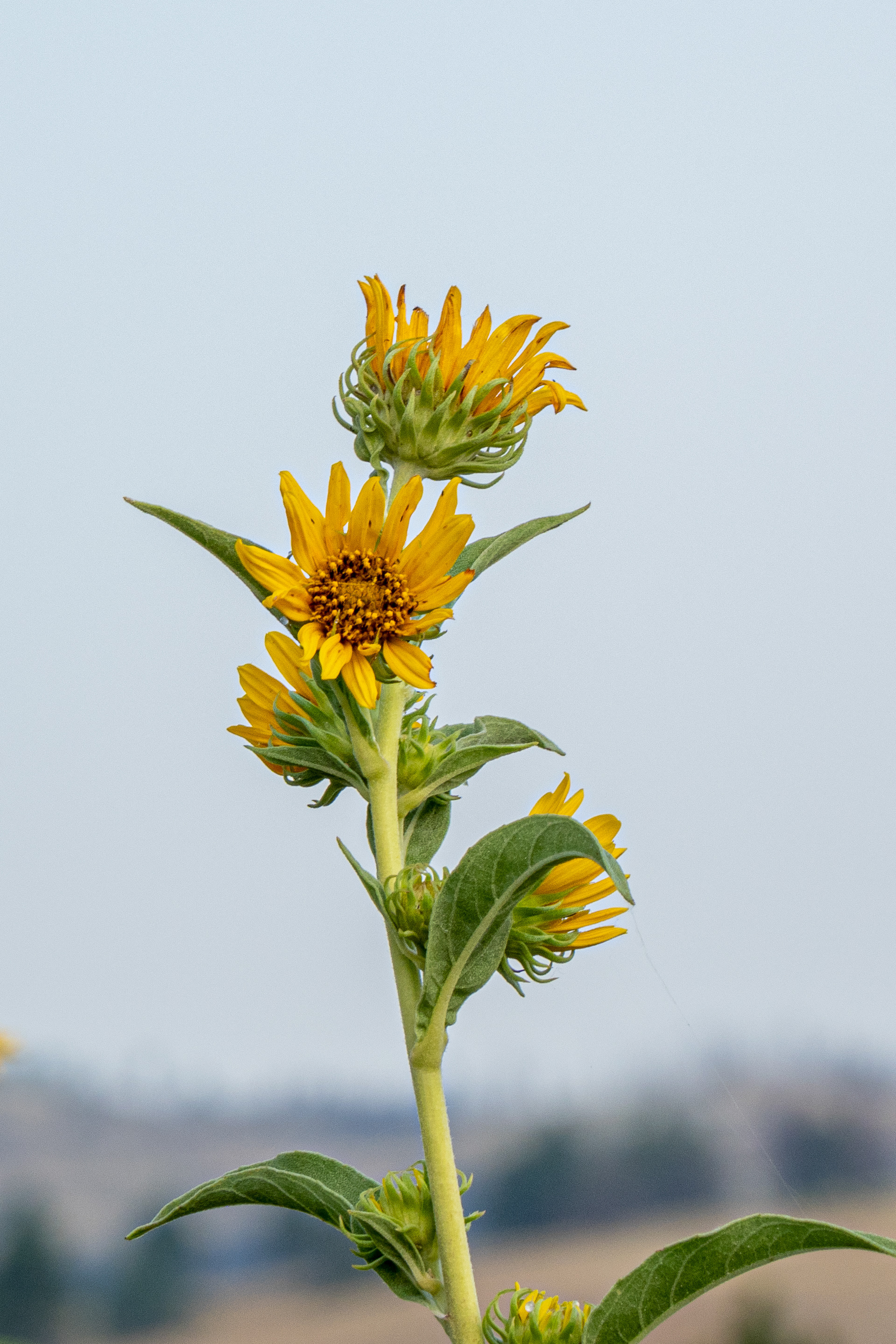 South Dakota Sunflower