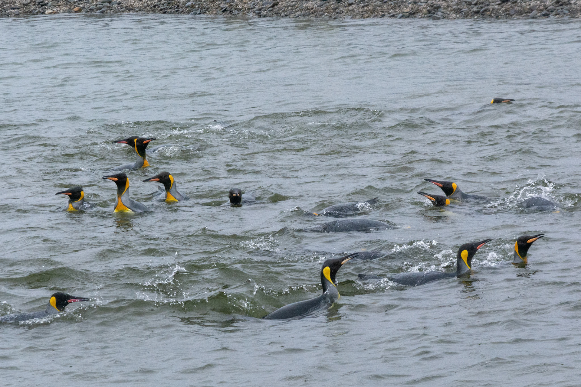 Swiming Kings- Fortuna Bay