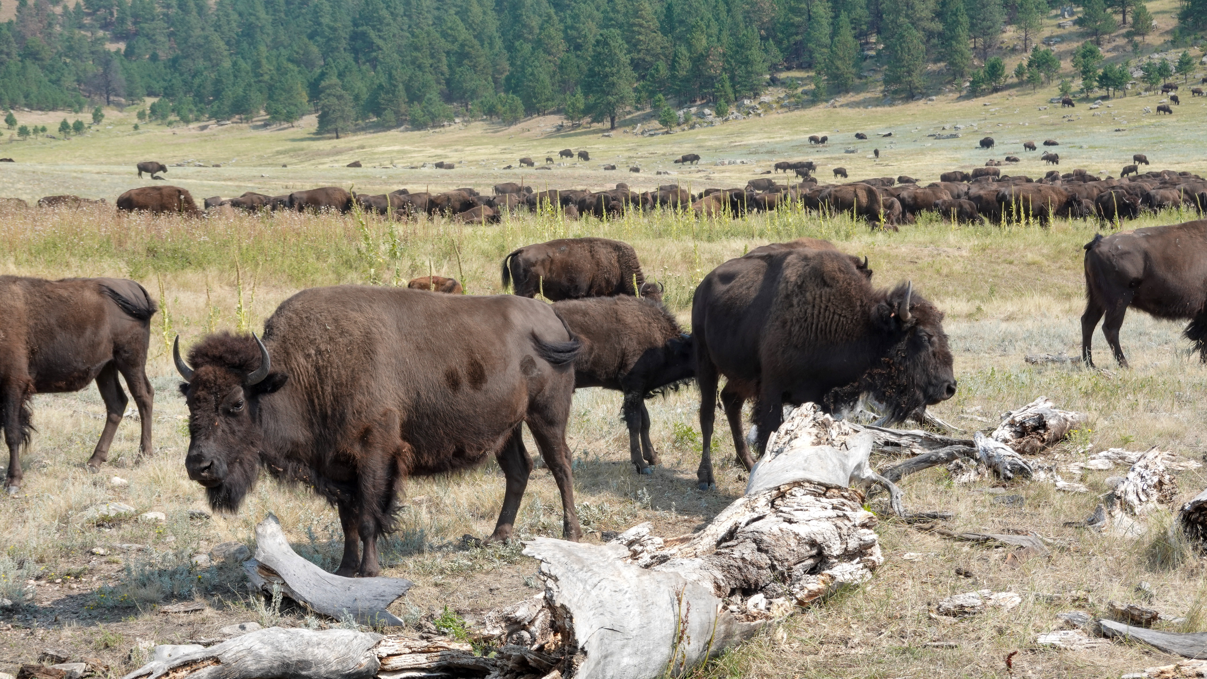 The Prairie- Black Hills Custer State Park