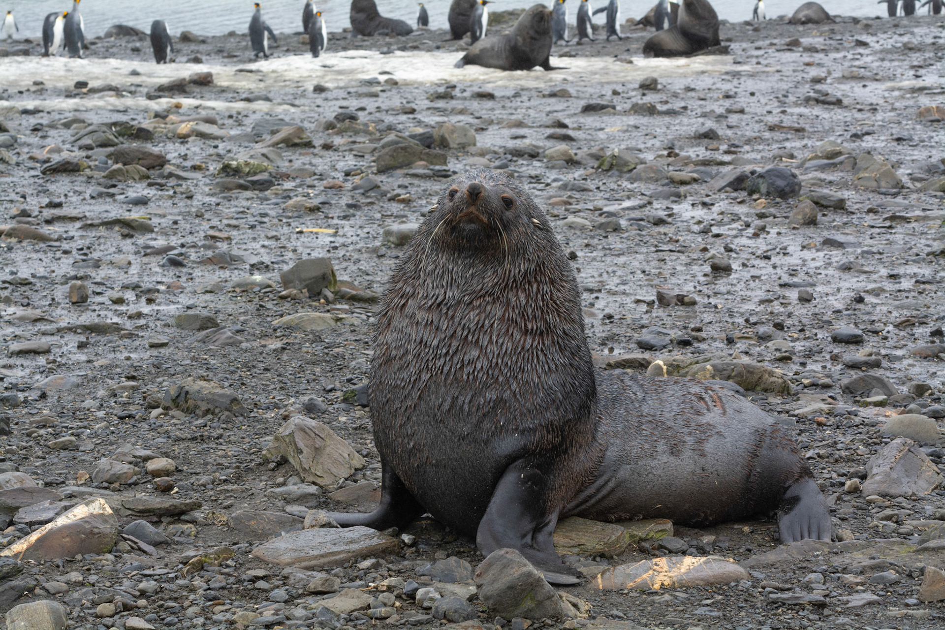 Fur Seal- Right Whale Bay