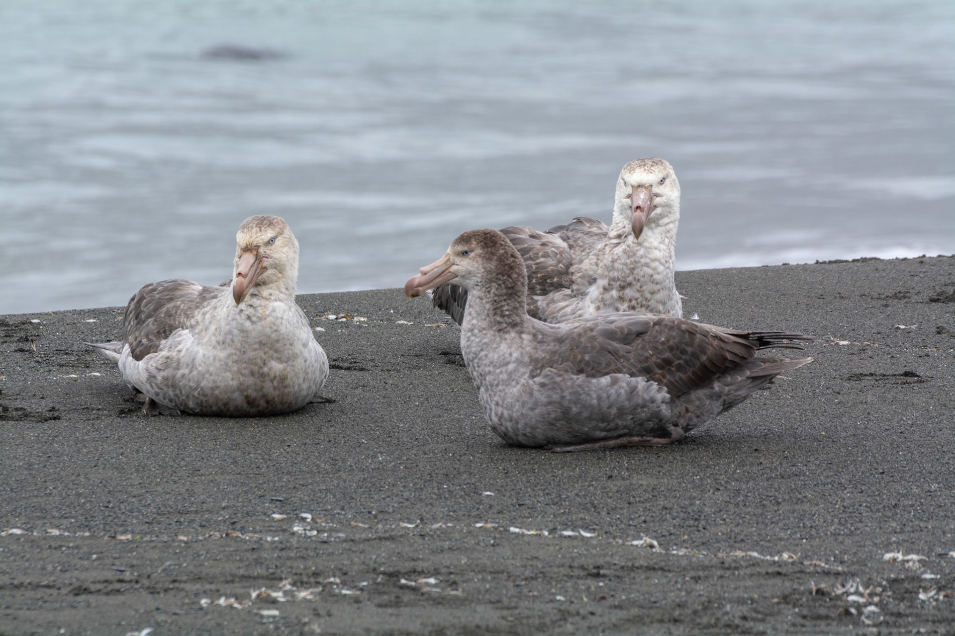 Giant Petrels - Right Whale Bay