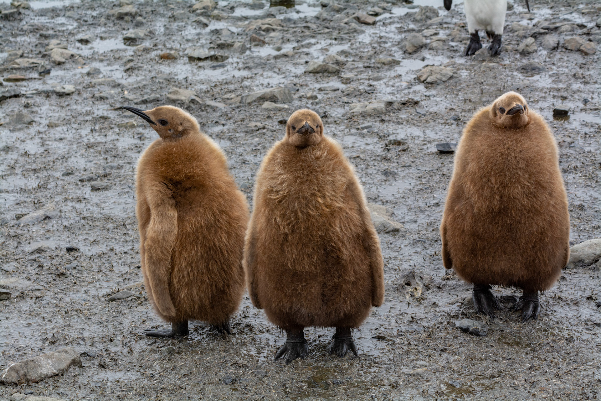 Oakum Boys - Salisbury Plain
