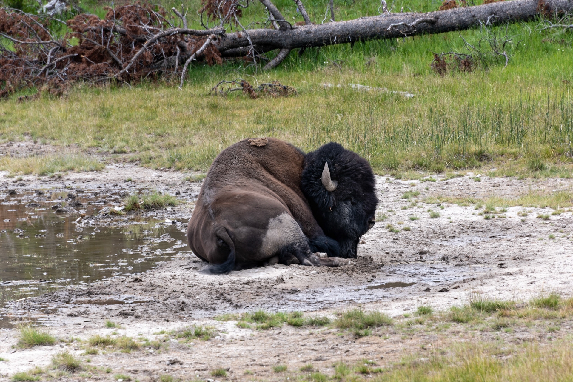 Views of Yellowstone  Bison Along Storm Point Nature Trail