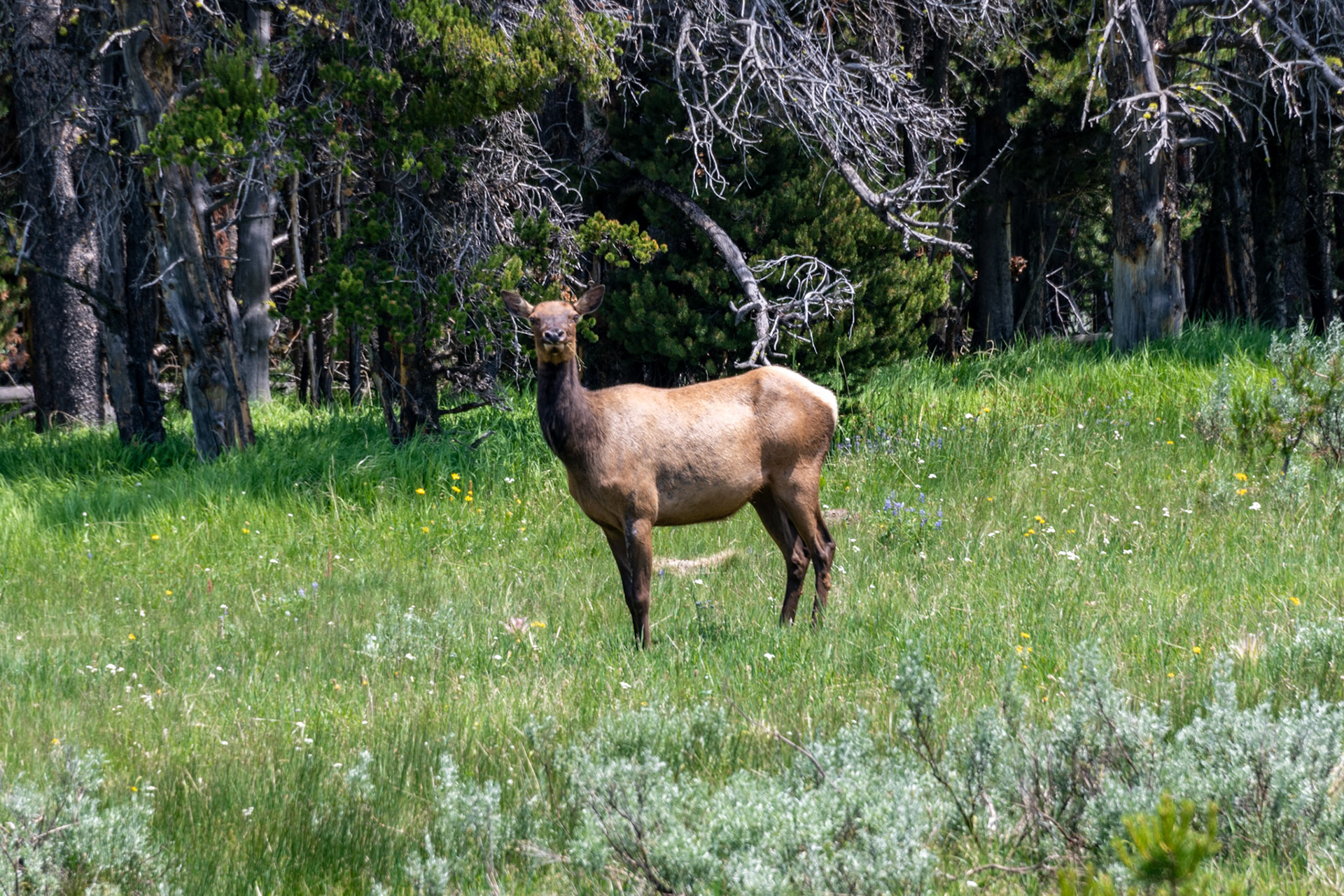 Elk Grazing Along Storm Point Nature Trail