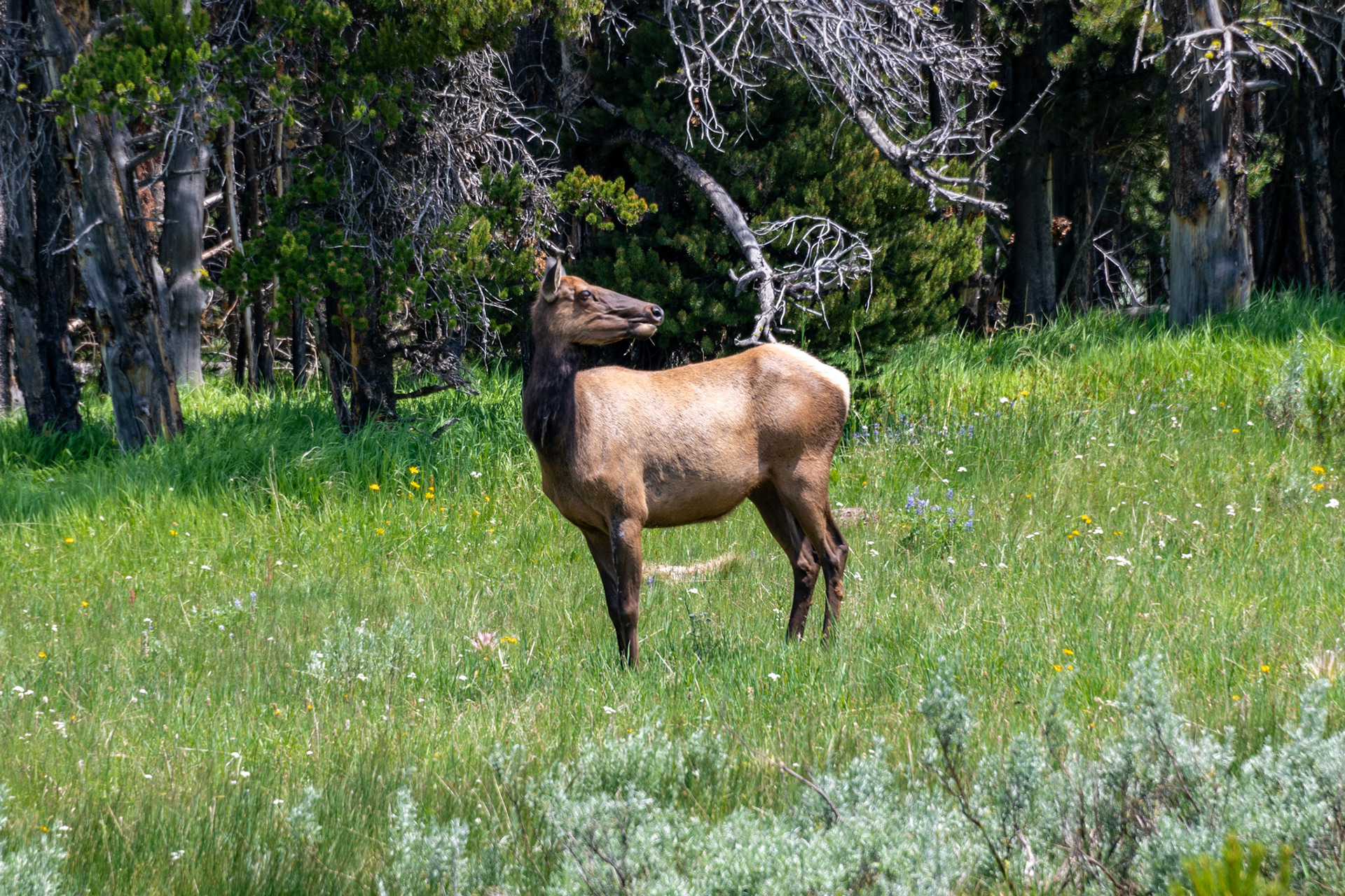 Elk Grazing Along Along Storm Point Nature Trail