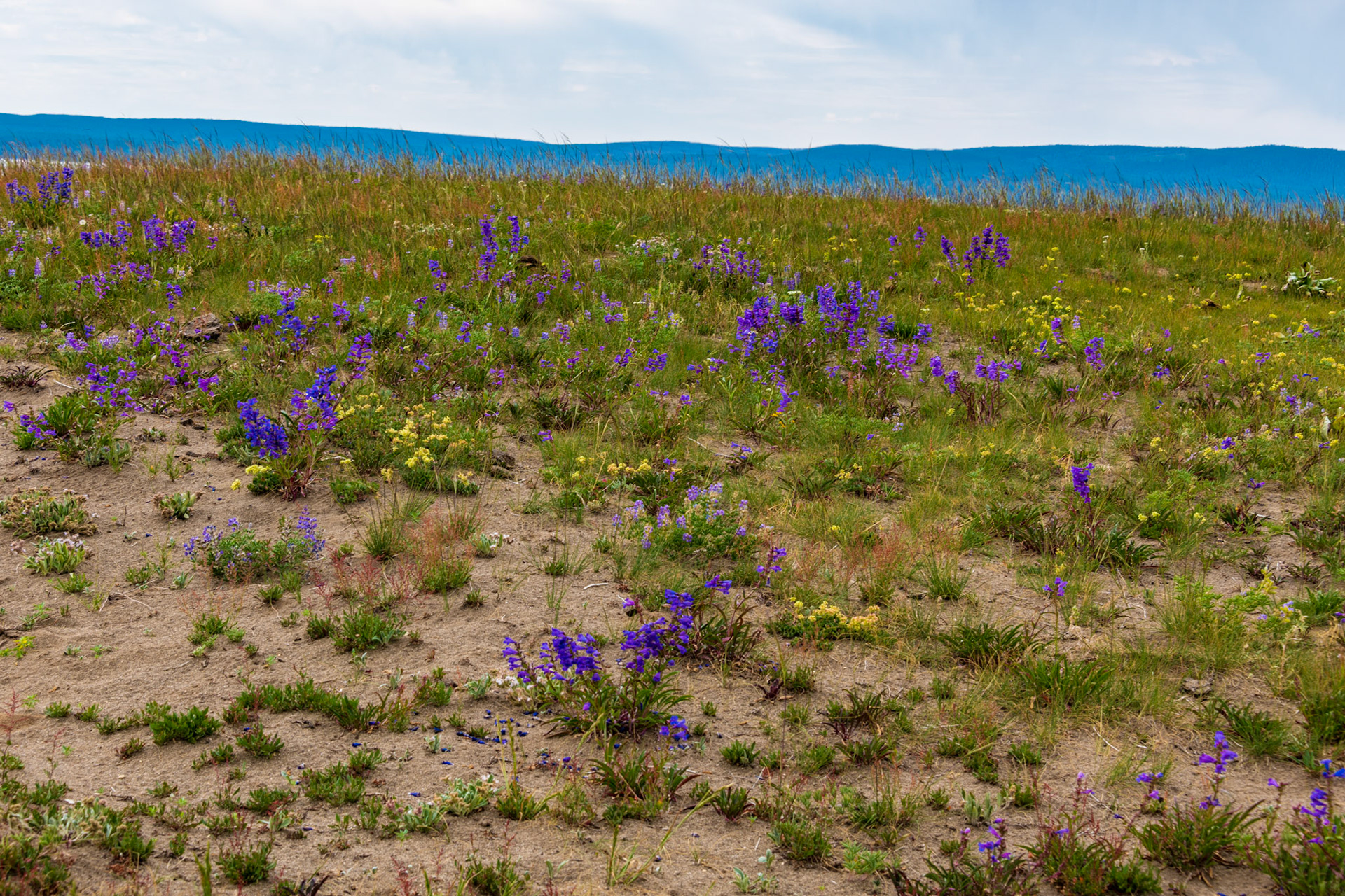 Yellowstone Wildflowers Along Storm Point Nature Trail