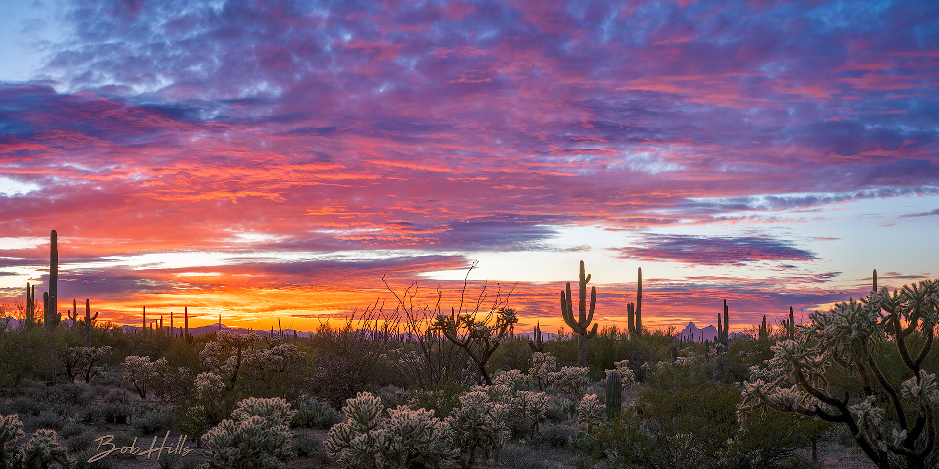 Sonoran Desert Sunset No 1