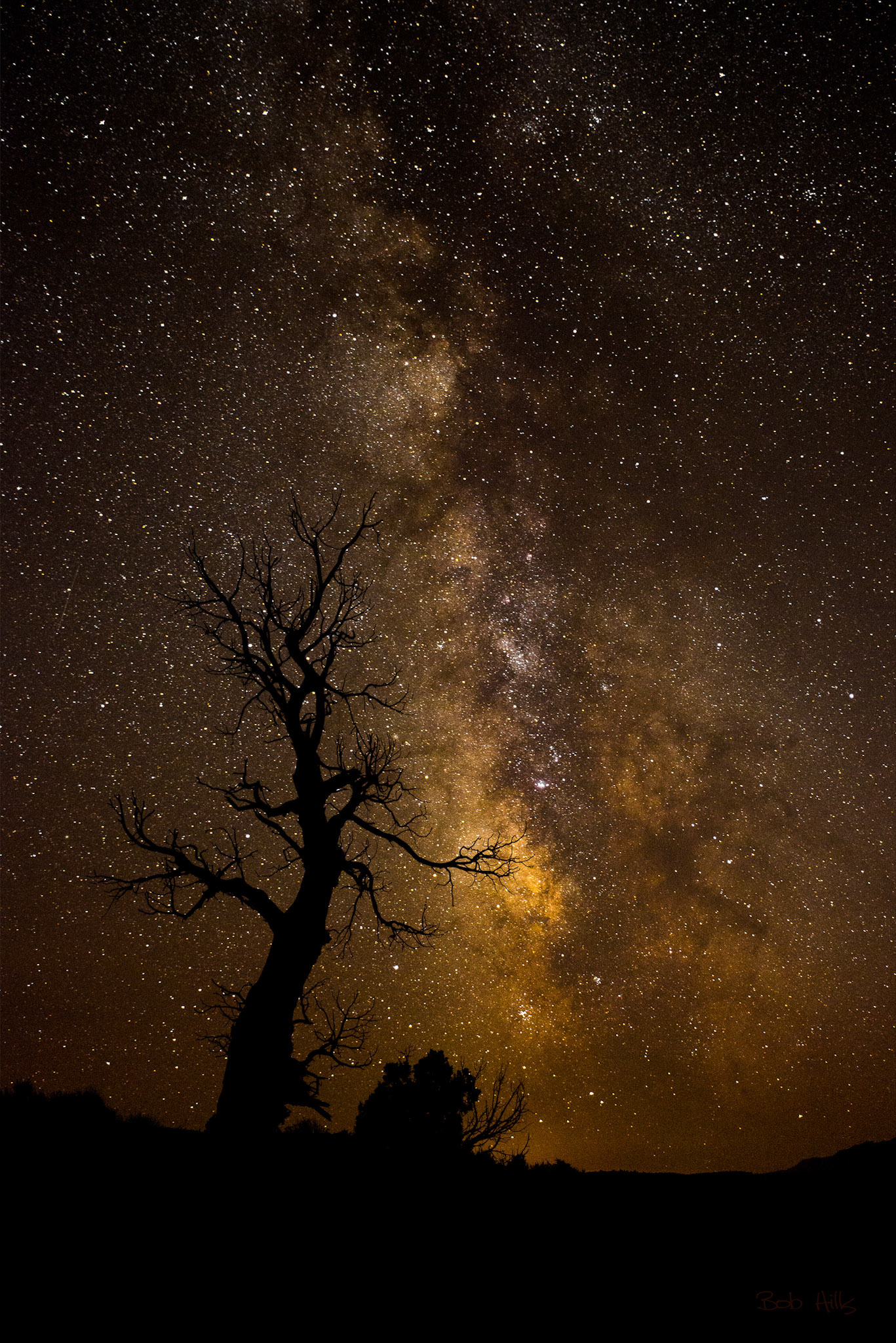 Pinon Skeleton & Milky Way