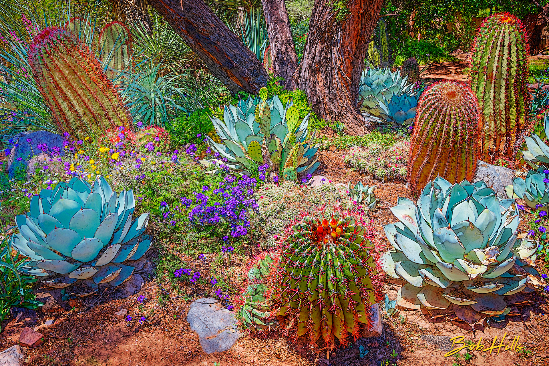 Sonoran Garden - 26