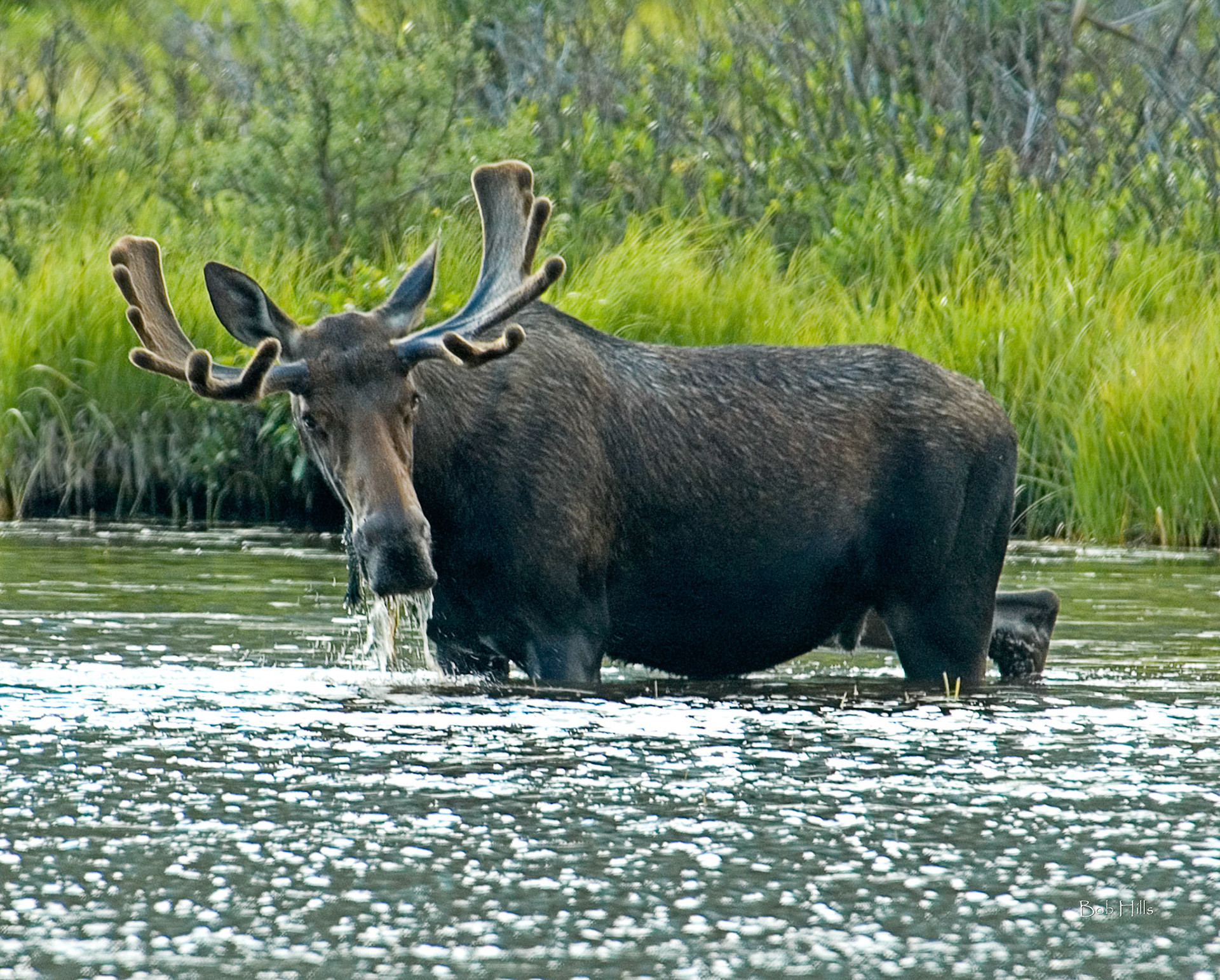 Bull Moose in Pond